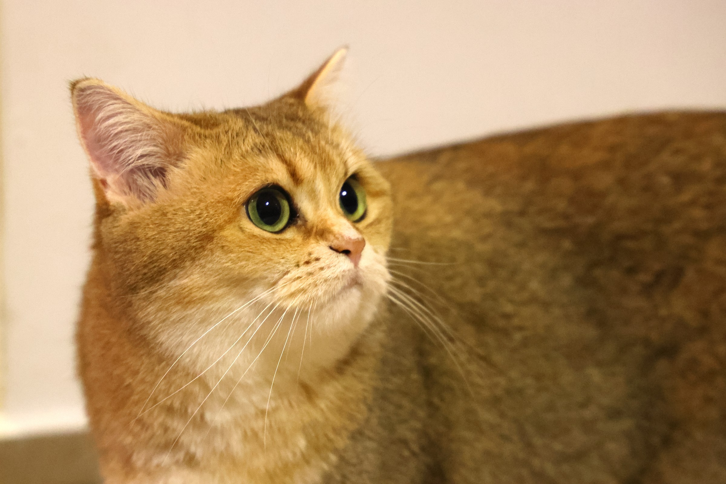 Cat museum - Cicero