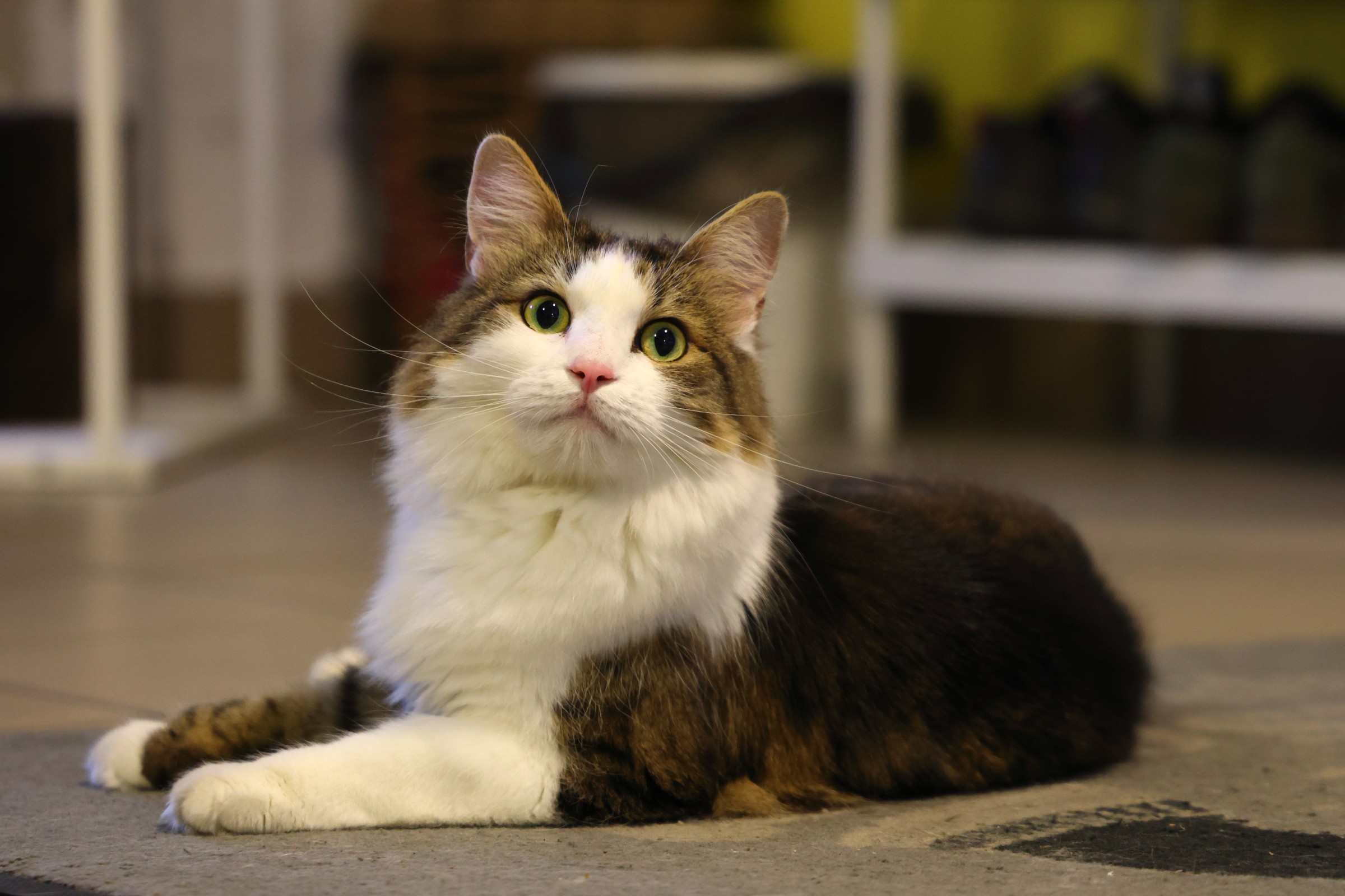 Cat museum - Maki