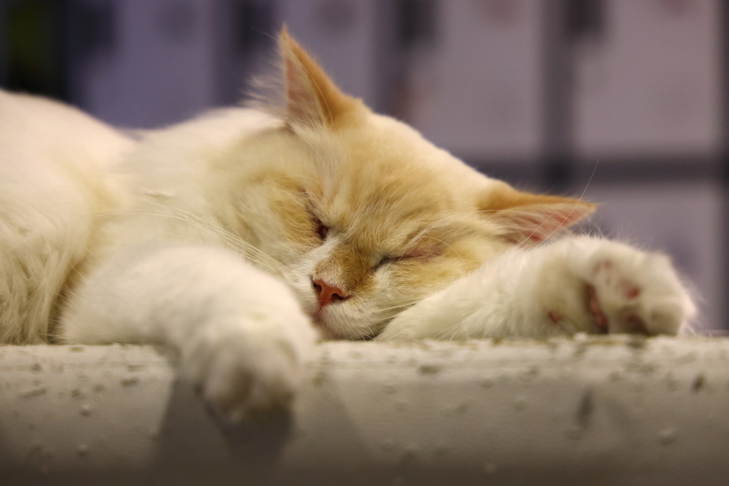 Cat museum - Candy