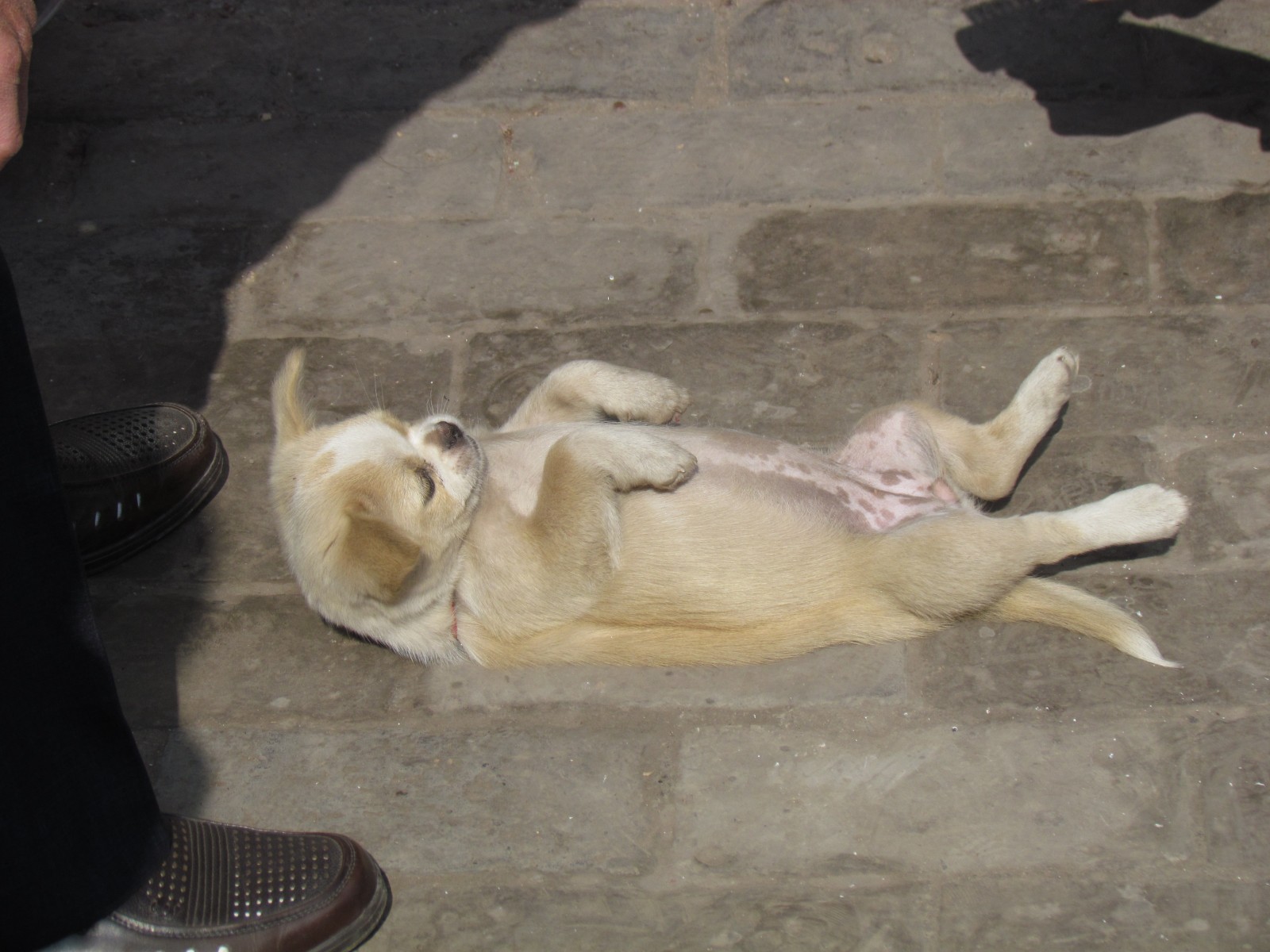 Pingyao - Dog