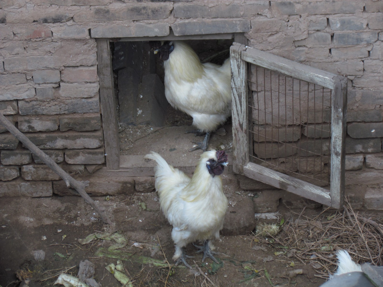 Pingyao - Black and white chickens
