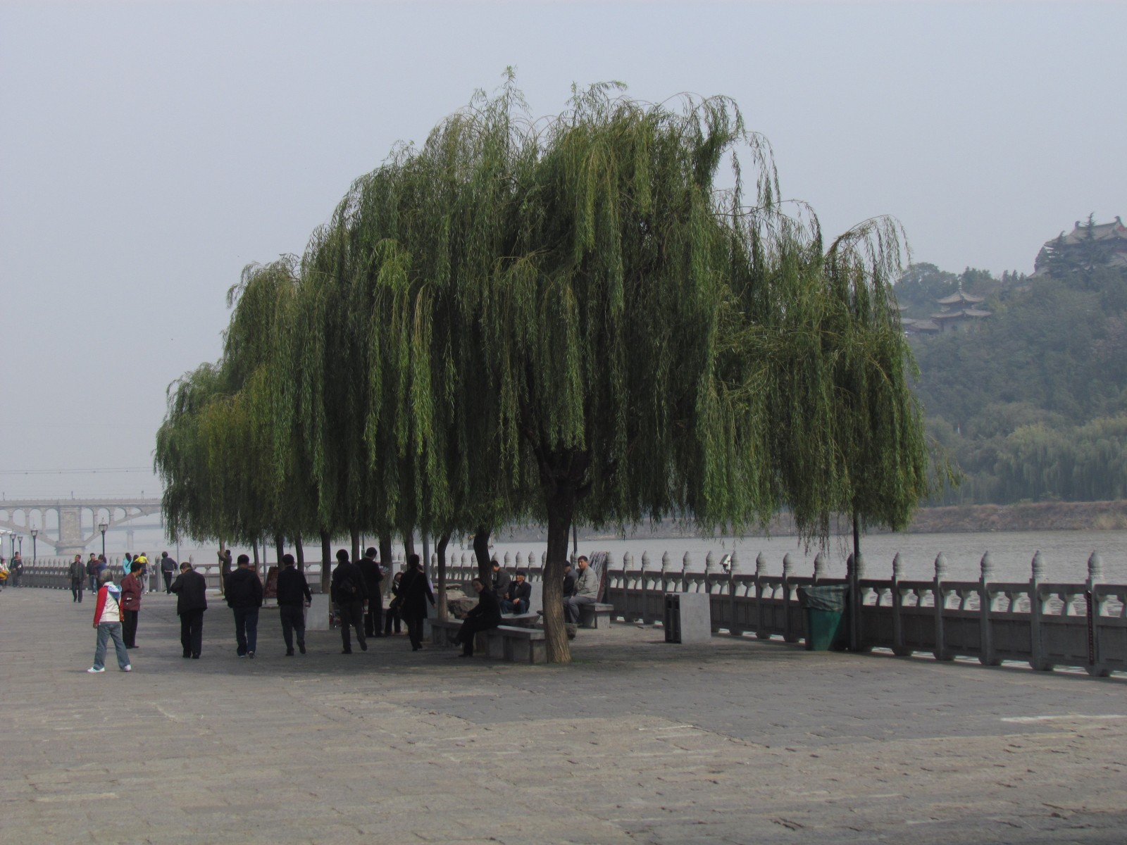 Longmen grottes - Tree