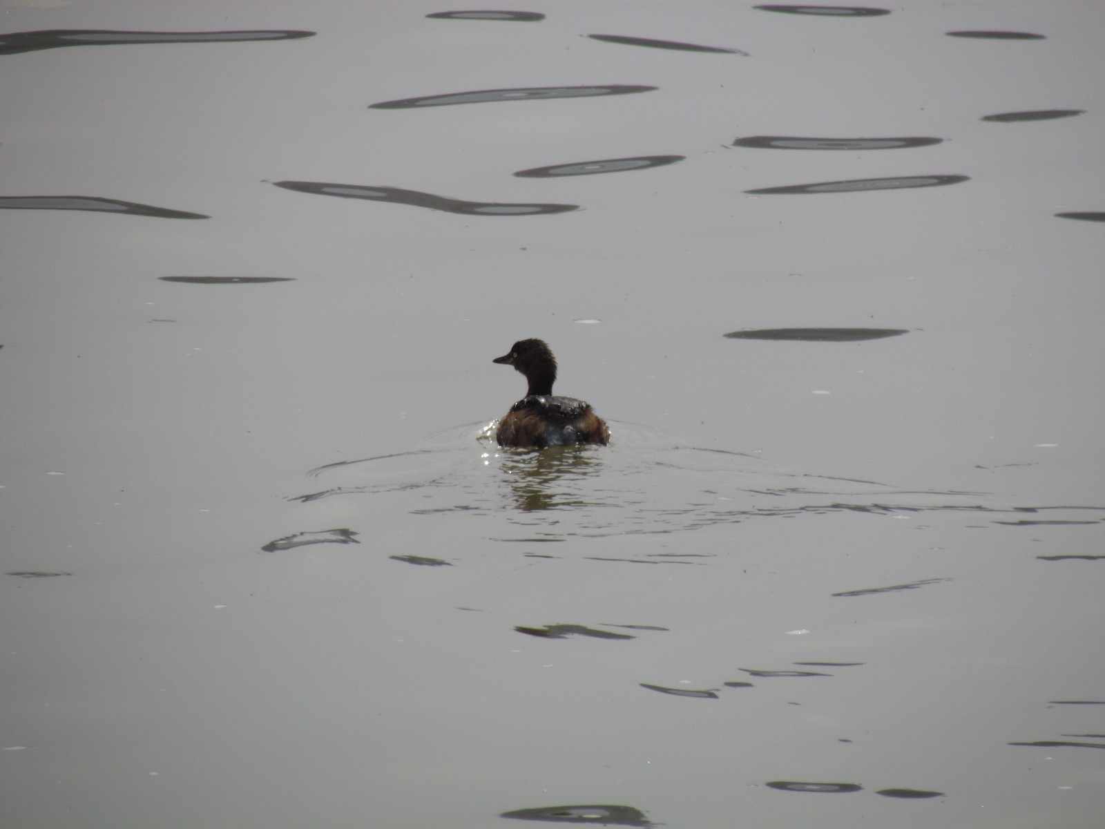 Longmen grottes - Duck