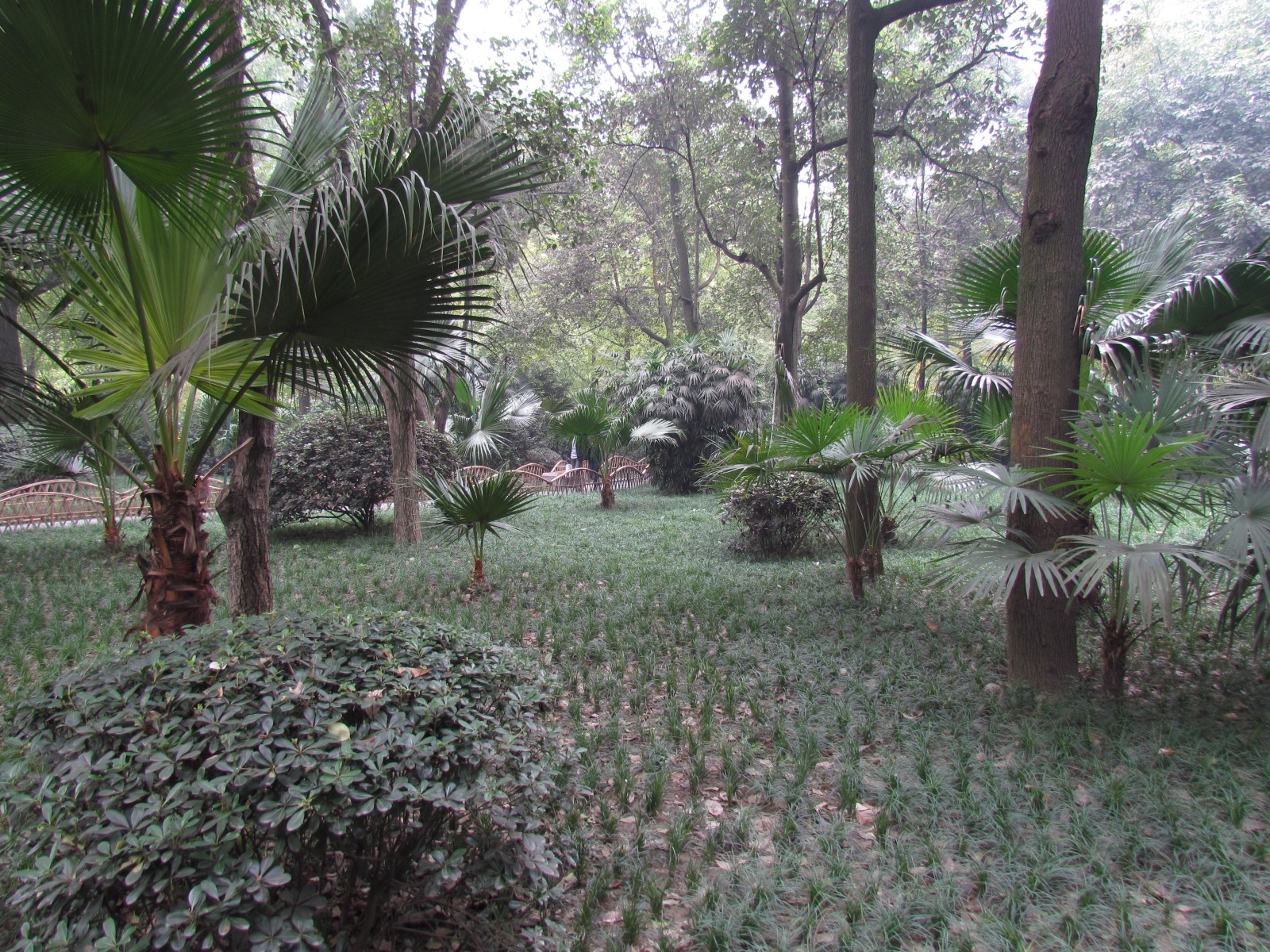 Chengdu - Park