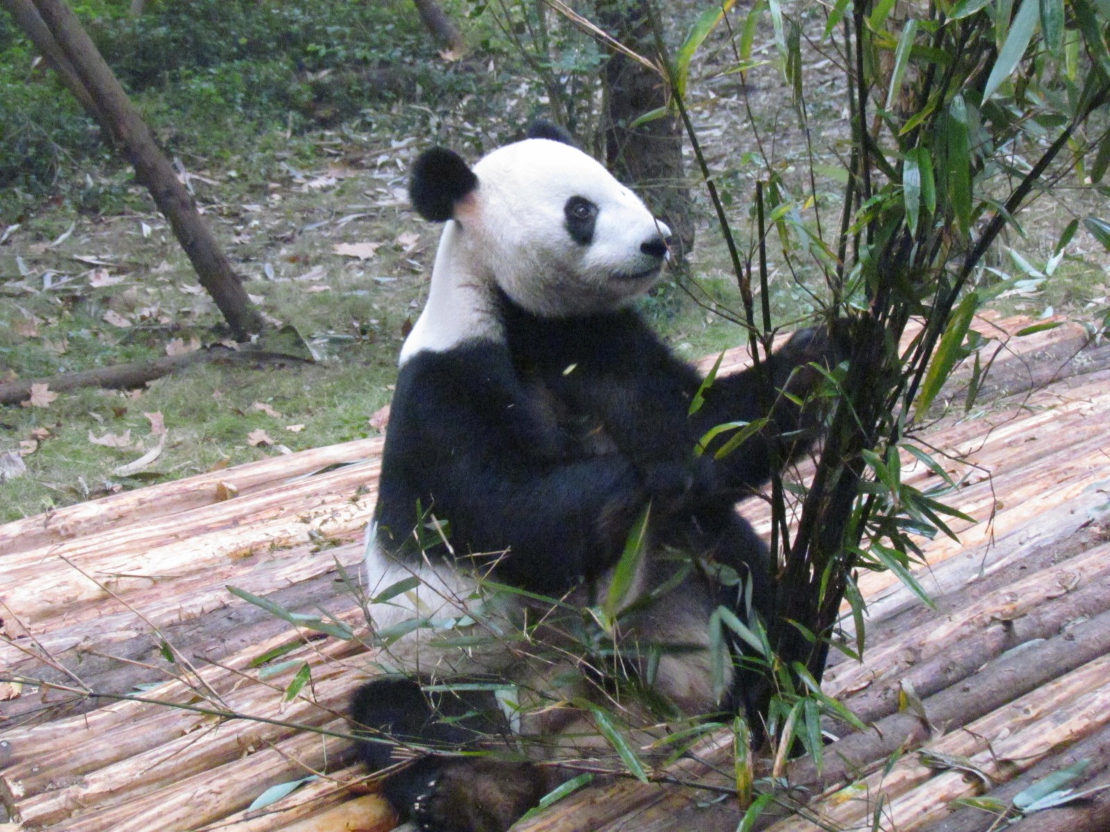 Near Chengdu - Panda research institute