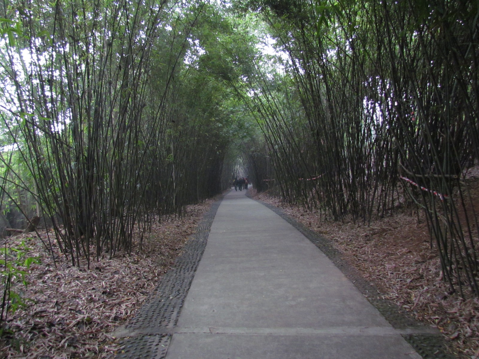 Near Chengdu - Panda research institute