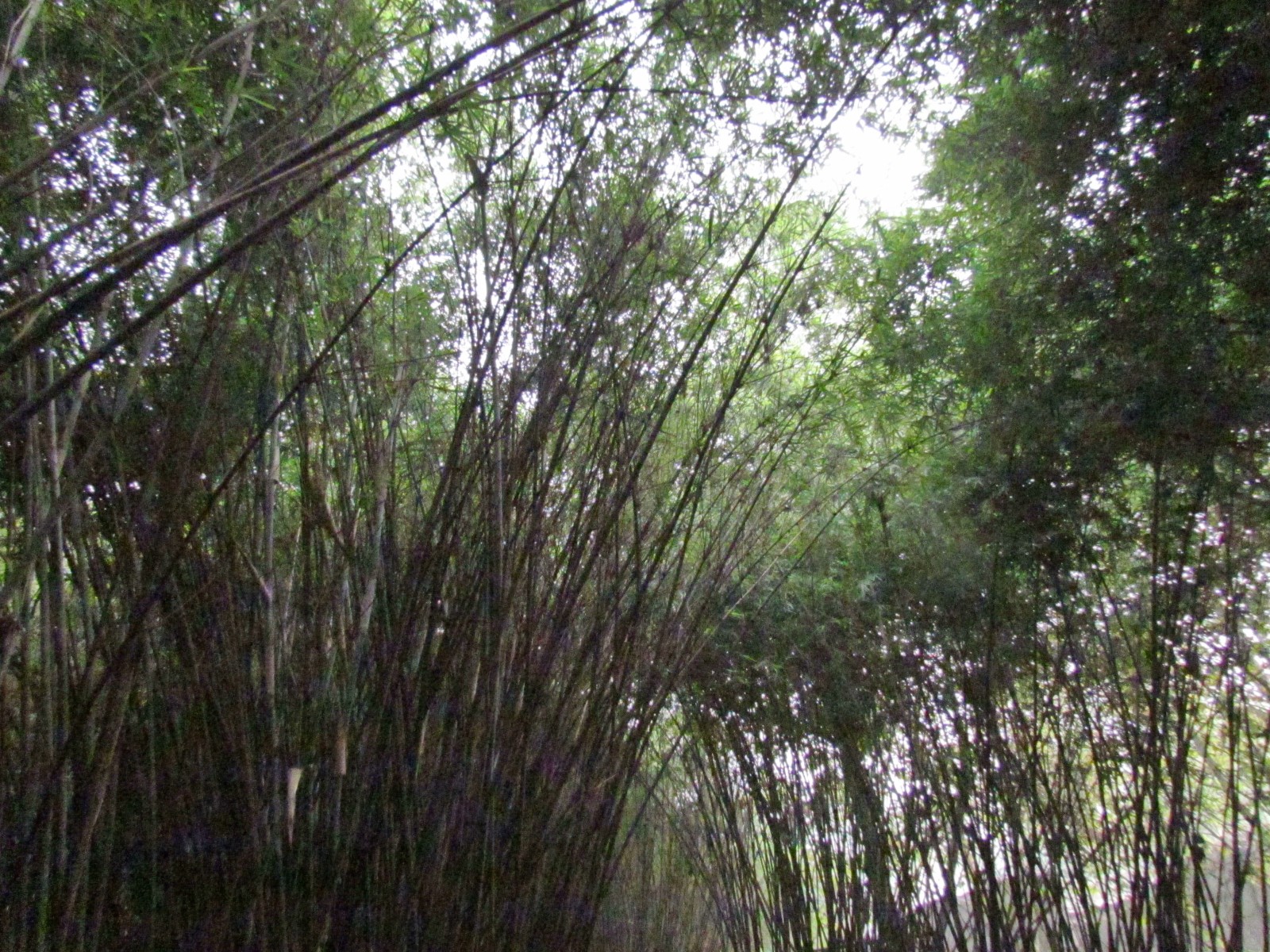 Near Chengdu - Panda research institute