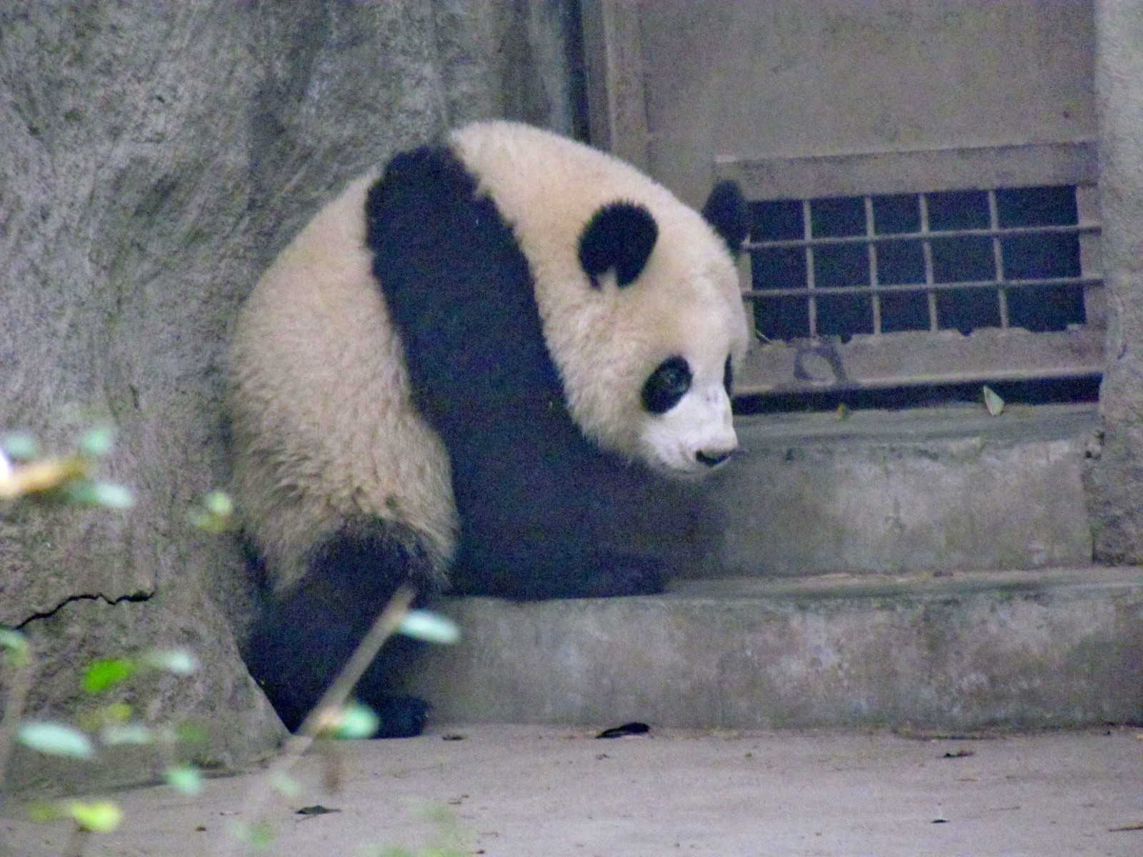 Near Chengdu - Panda research institute - 1 year old panda