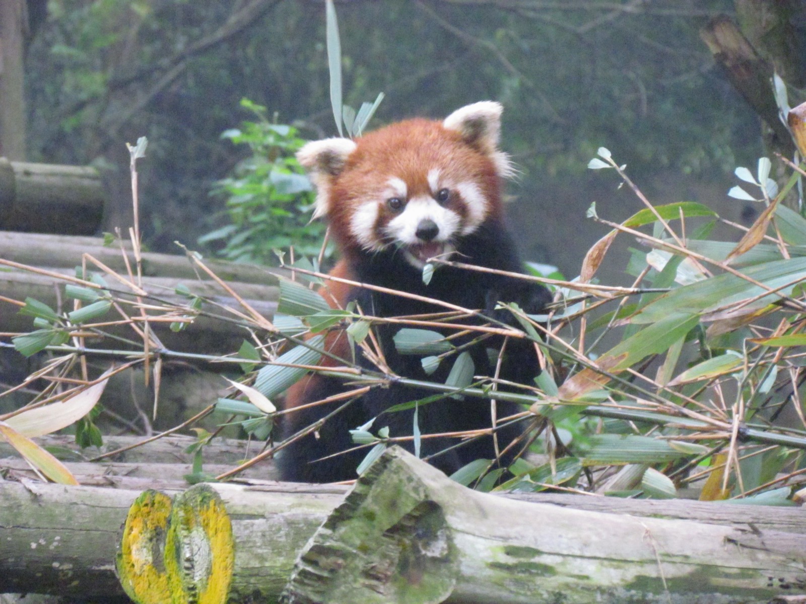 Near Chengdu - Panda research institute - Red panda