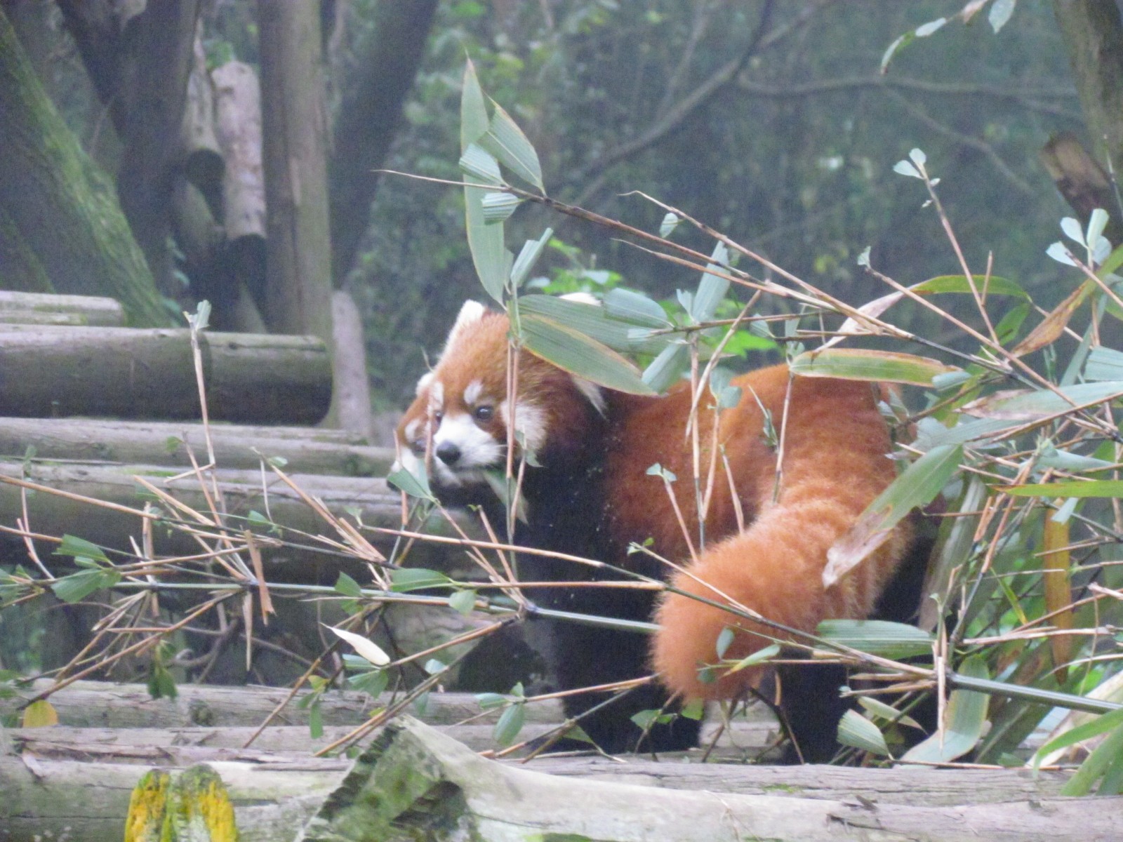 Near Chengdu - Panda research institute - Red panda