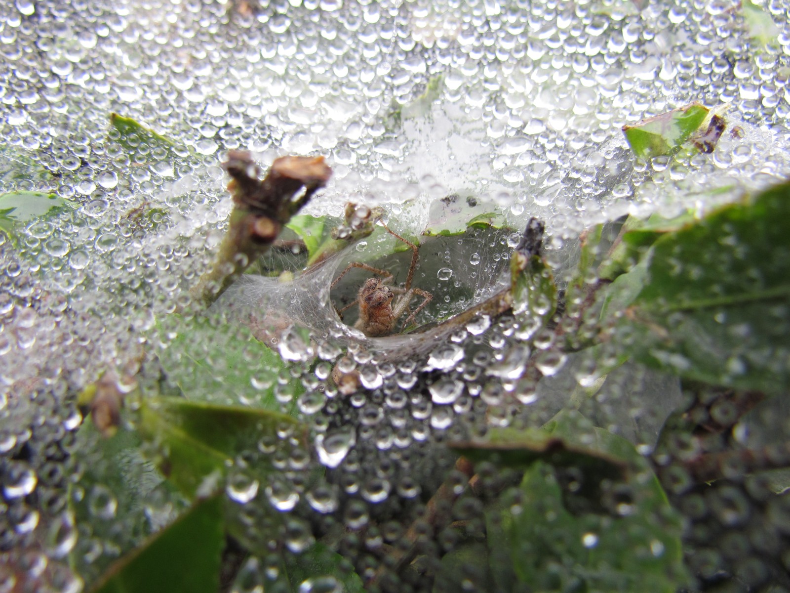 Songmingshanzhuang Tea Village - Spider