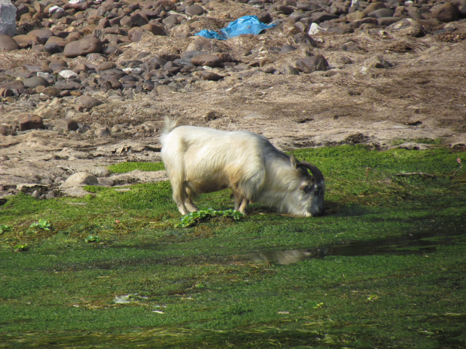Near Guilin - Lijiang river - Himalayan goat