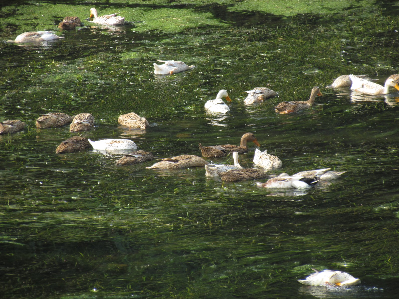 Near Guilin - Lijiang river - Ducks