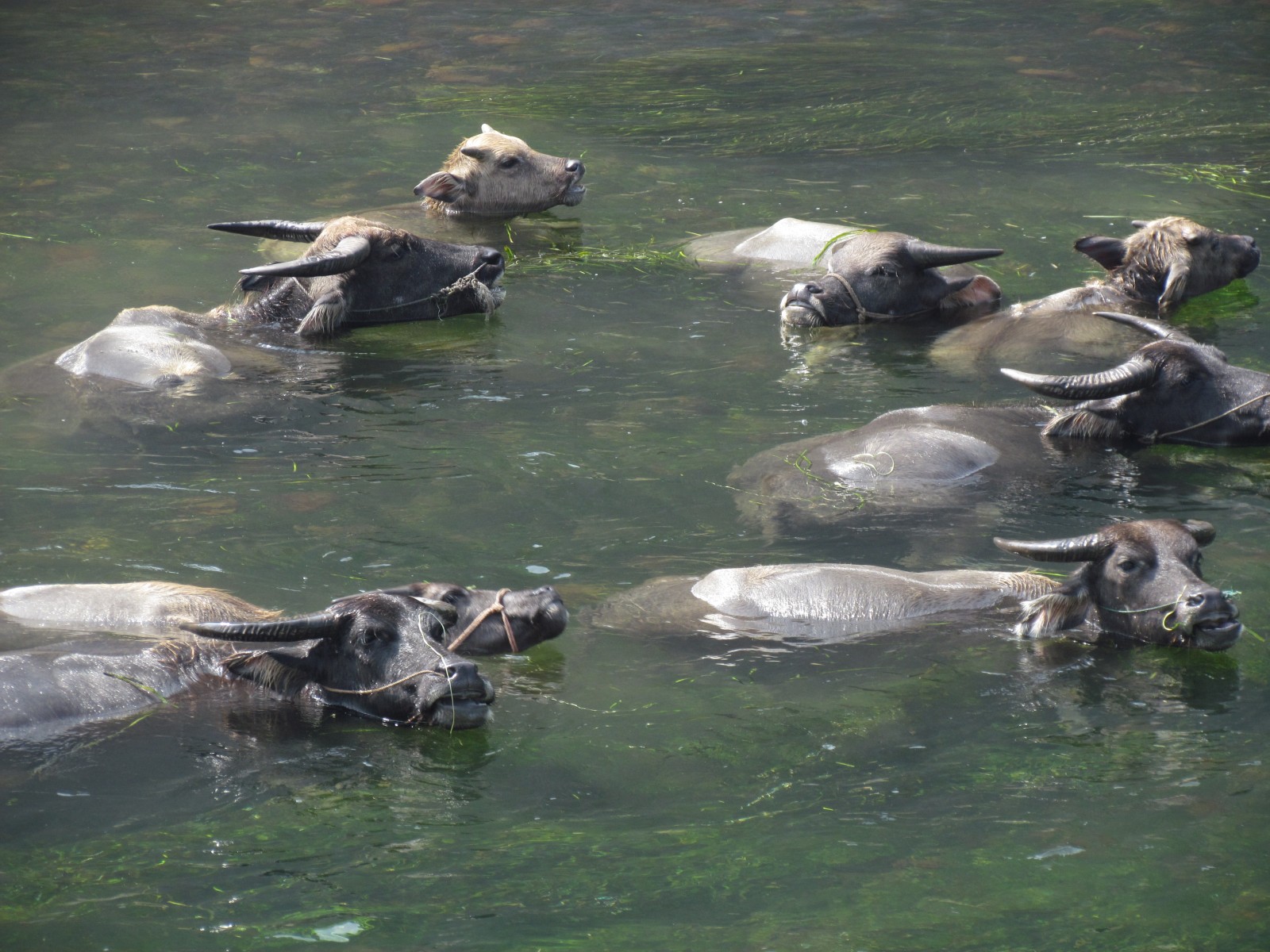 Near Guilin - Lijiang river - Water buffalos