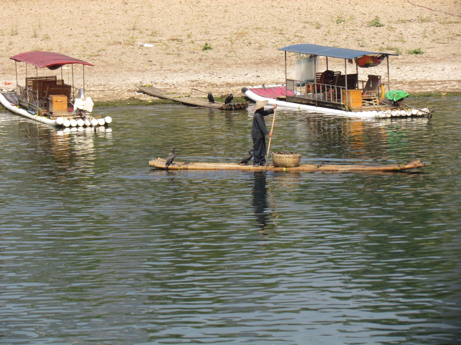 Near Guilin - Lijiang river - Fishing with the cormoranes