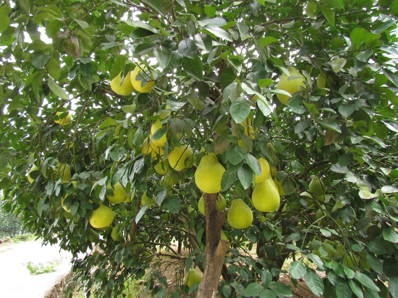 Near Yangshuo - Pomelo tree