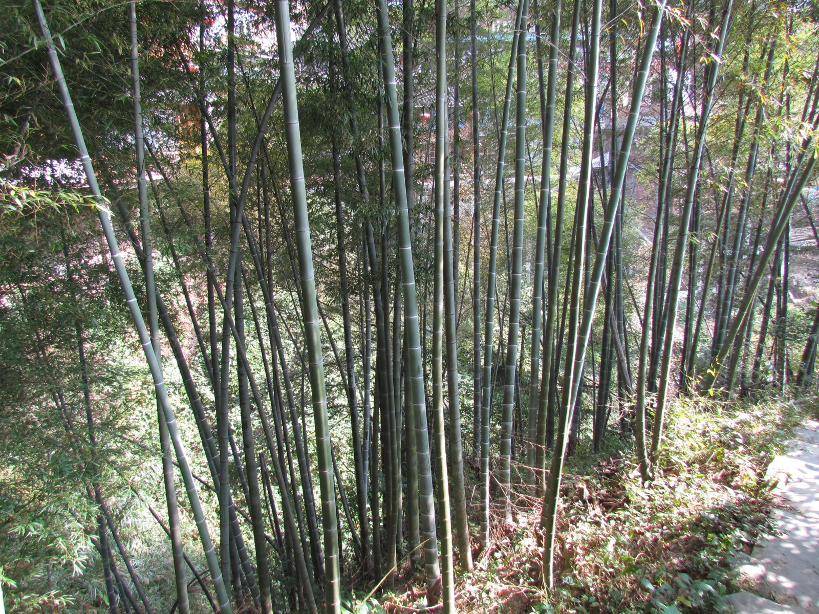 Longsheng - Bamboo