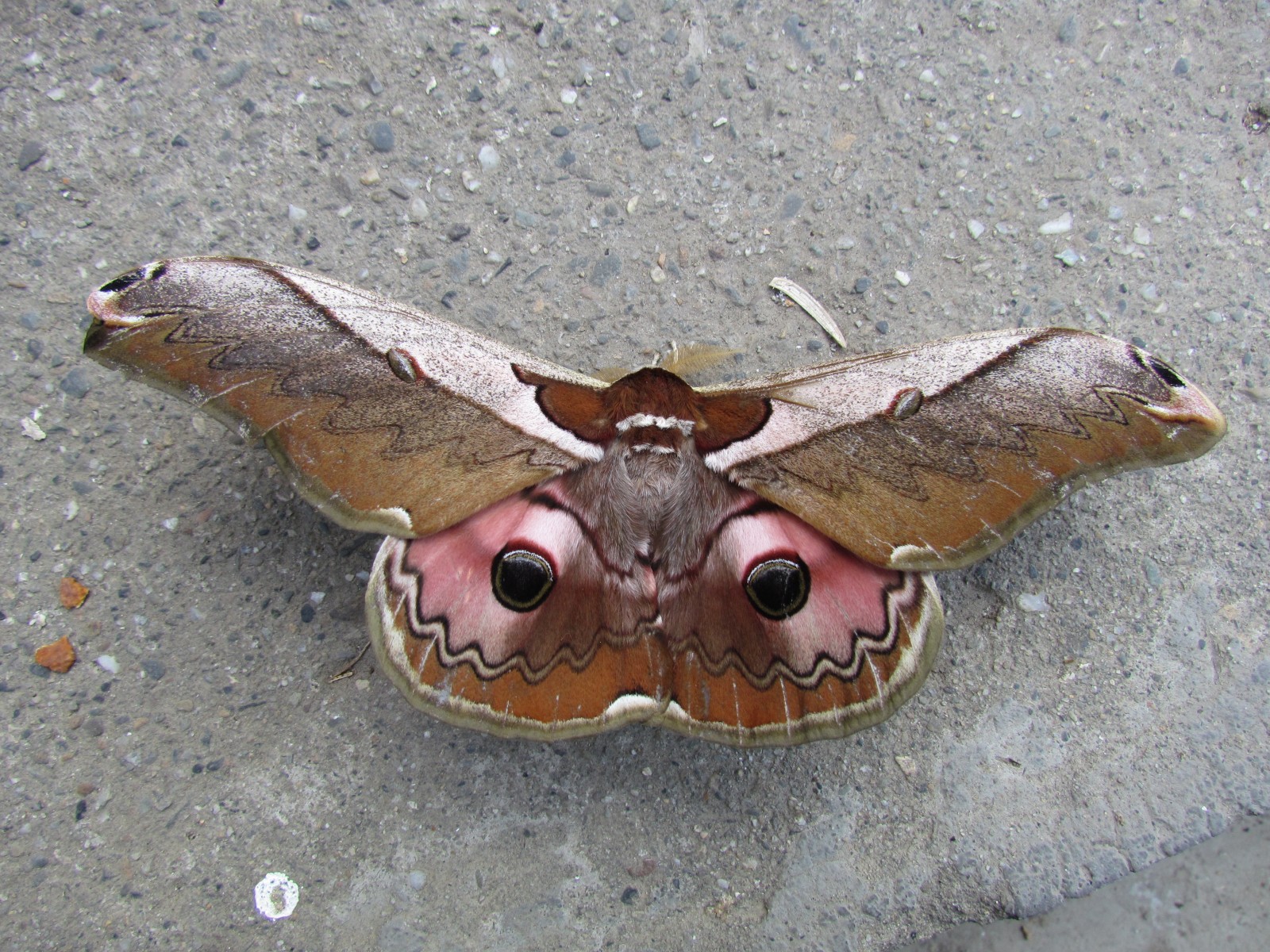 Longsheng - Butterfly