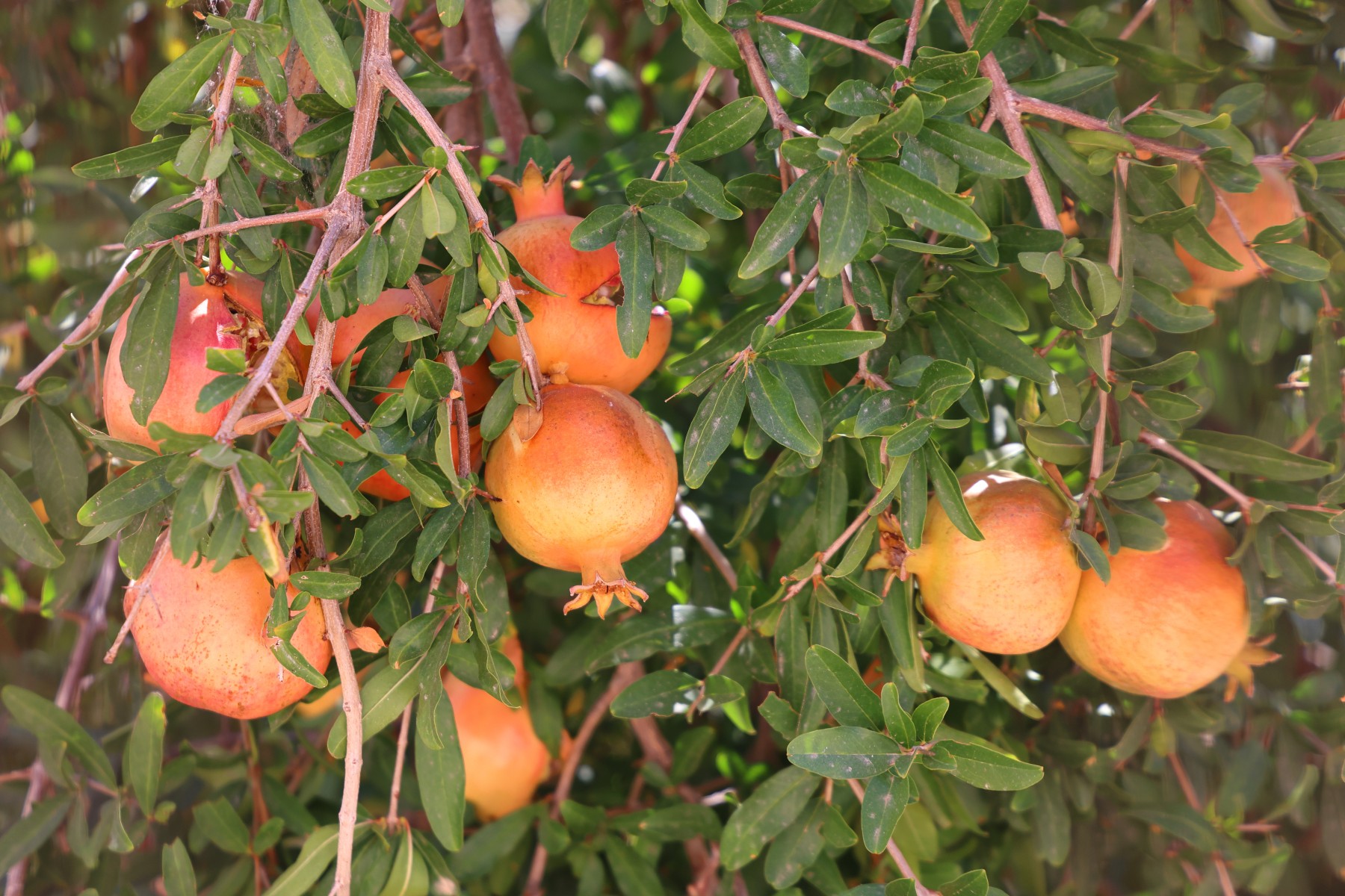 Malia - Pomegranate tree