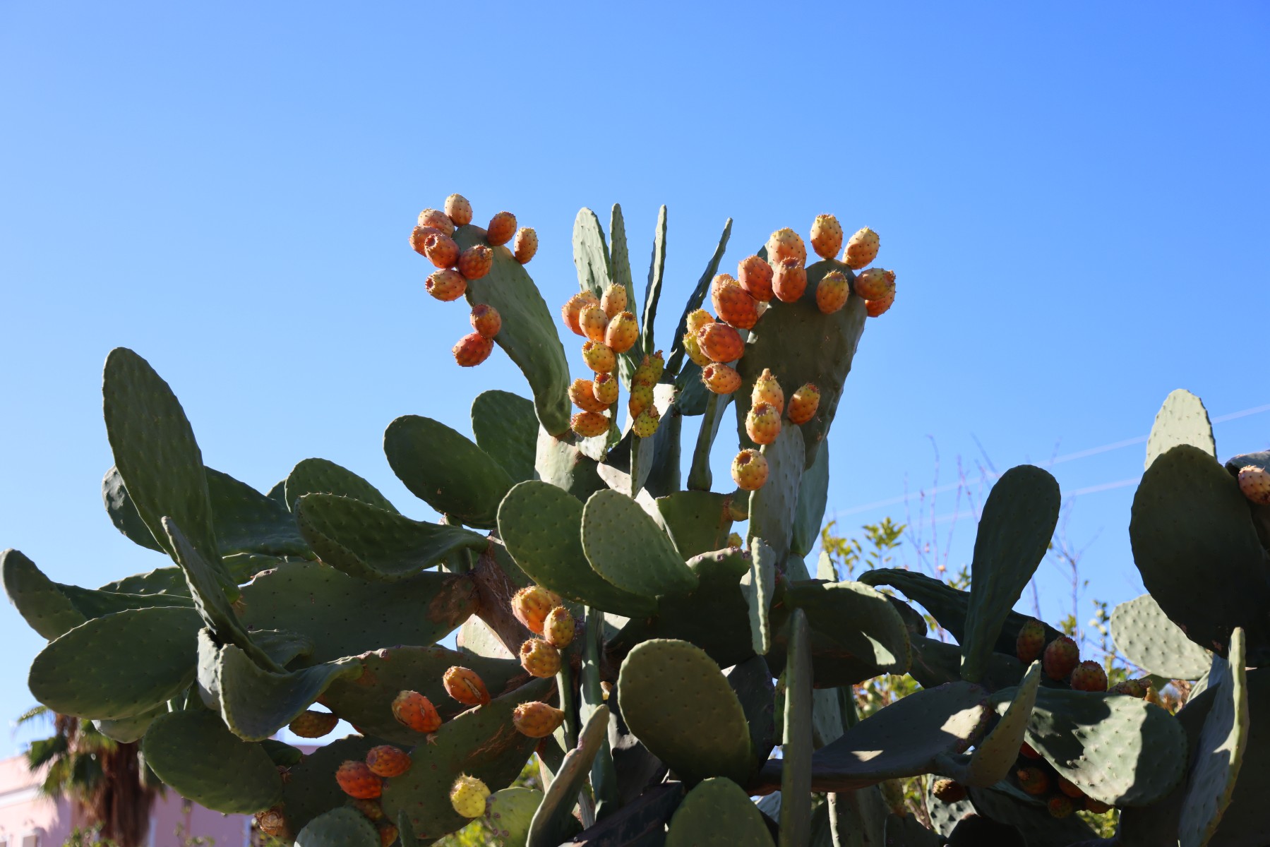 Malia - Opuntia
