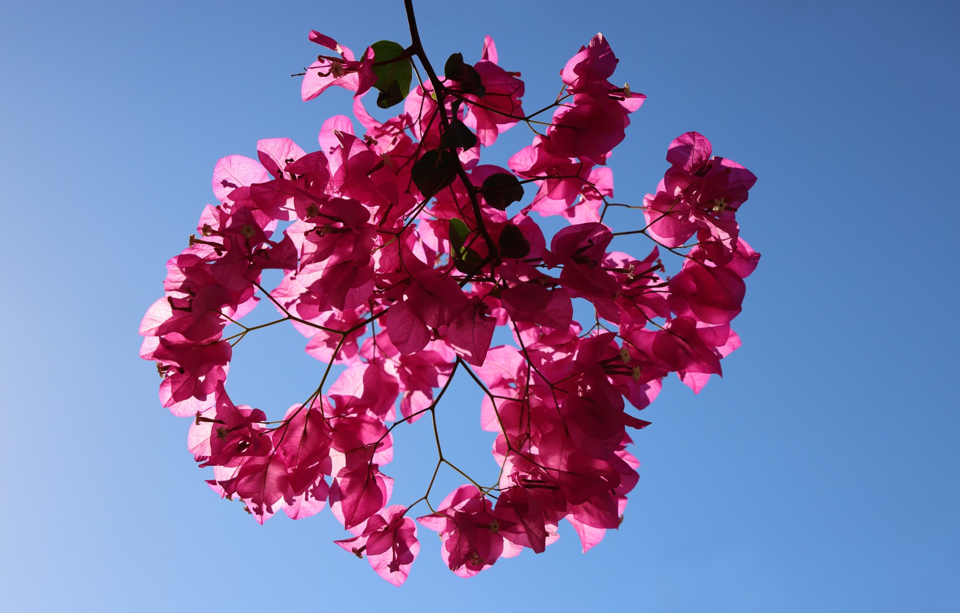 Malia - Bougainvillea
