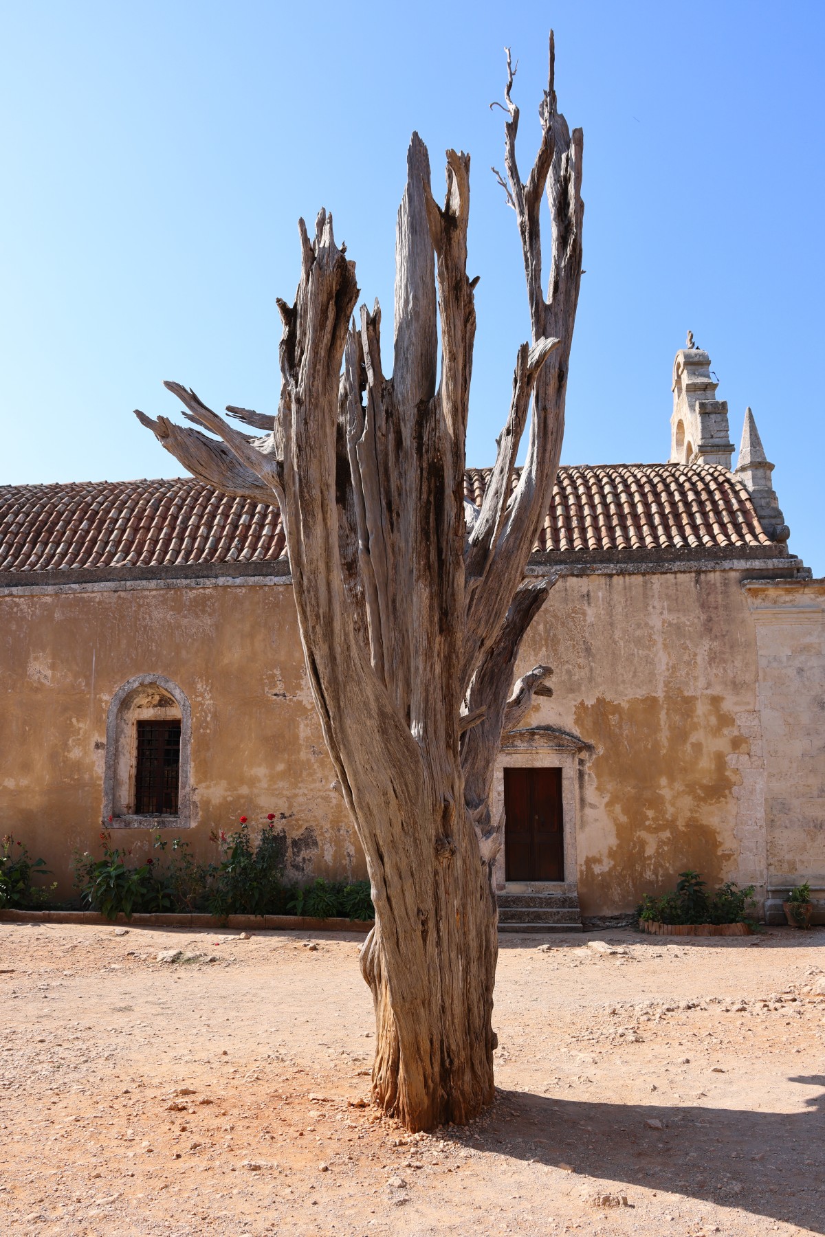 Arkadi monastery - Old olive tree