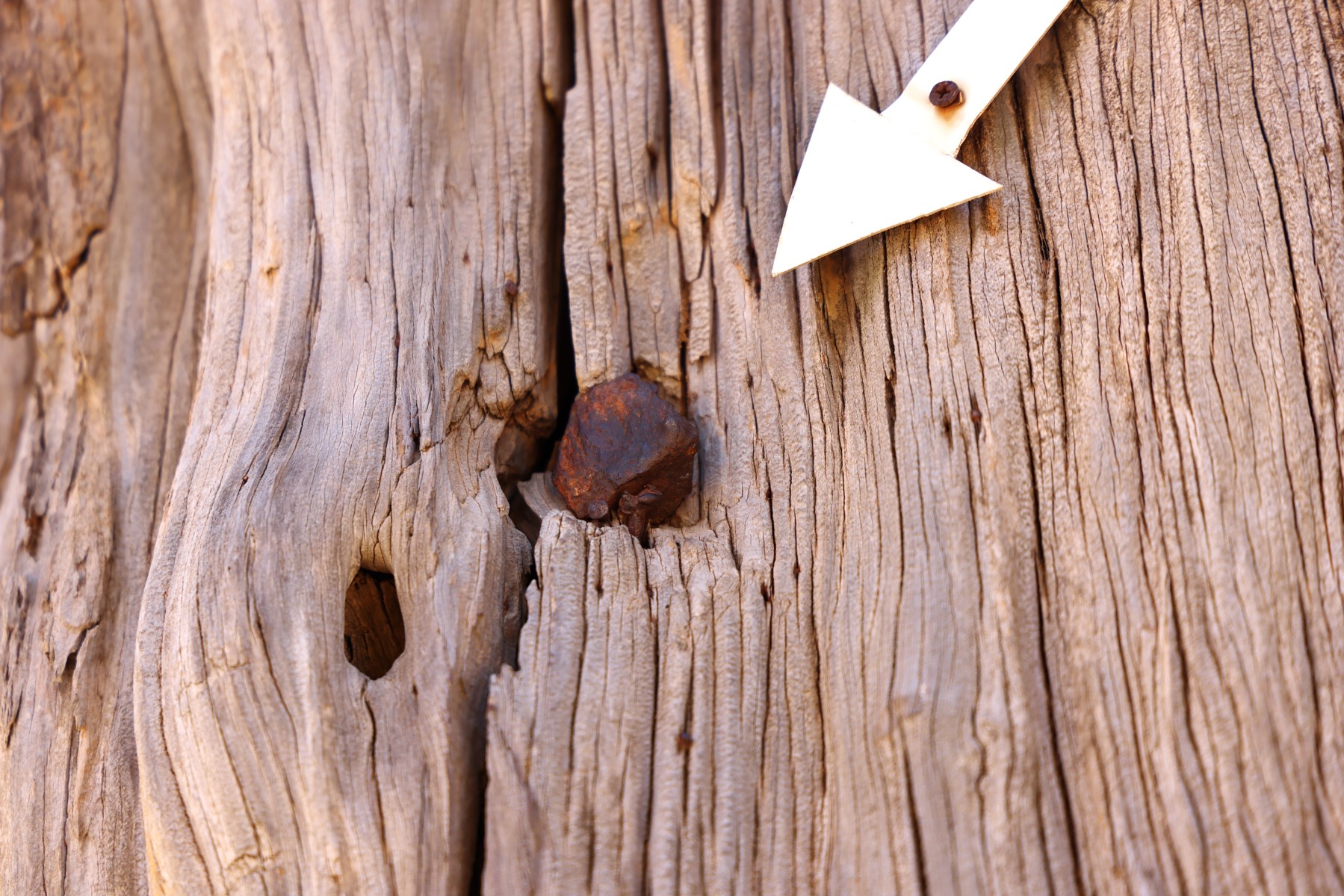 Arkadi monastery - Old olive tree - Turkish bullet