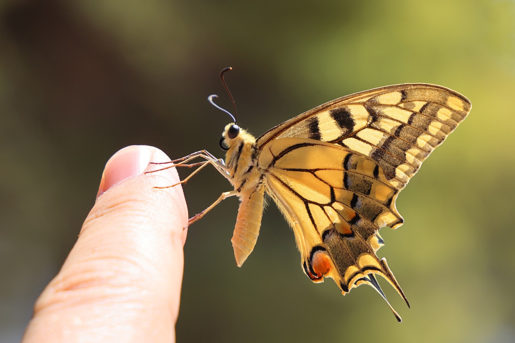 Phaistos - Old World swallowtail (Papilio machaon)