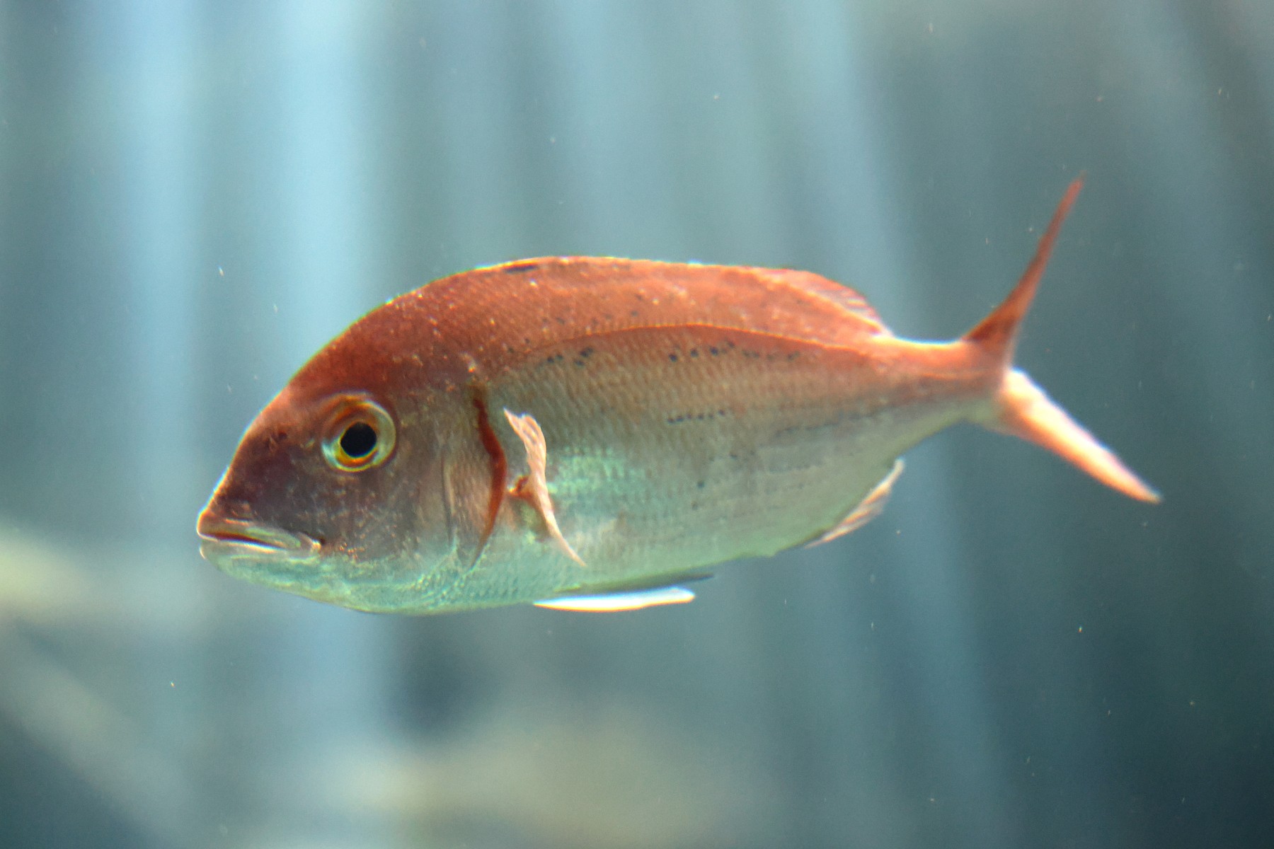 Cretaquarium - Bluespotted seabream (Pagrus caeruleostictus)