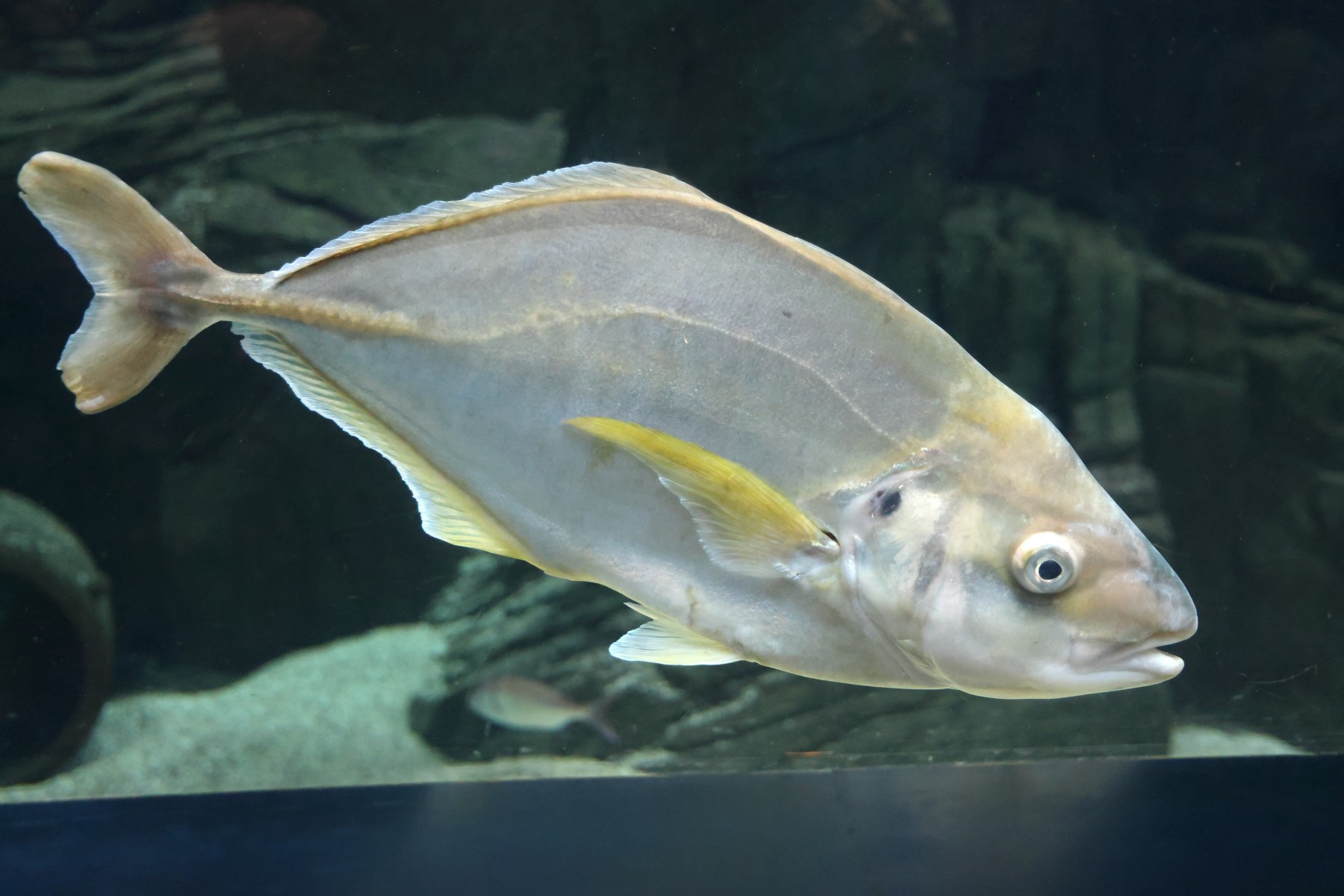 Cretaquarium - White trevally (Pseudocaranx dentex)