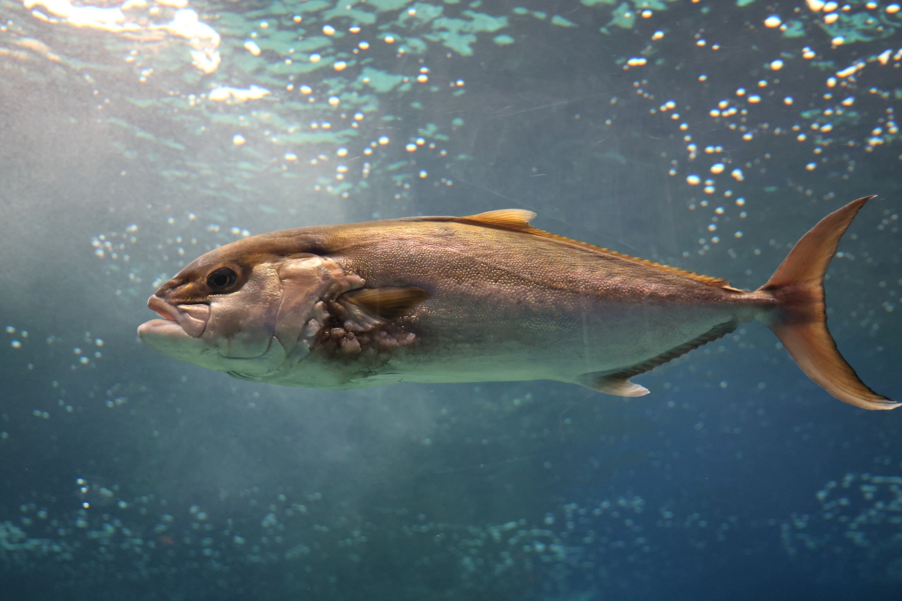 Cretaquarium - Fish