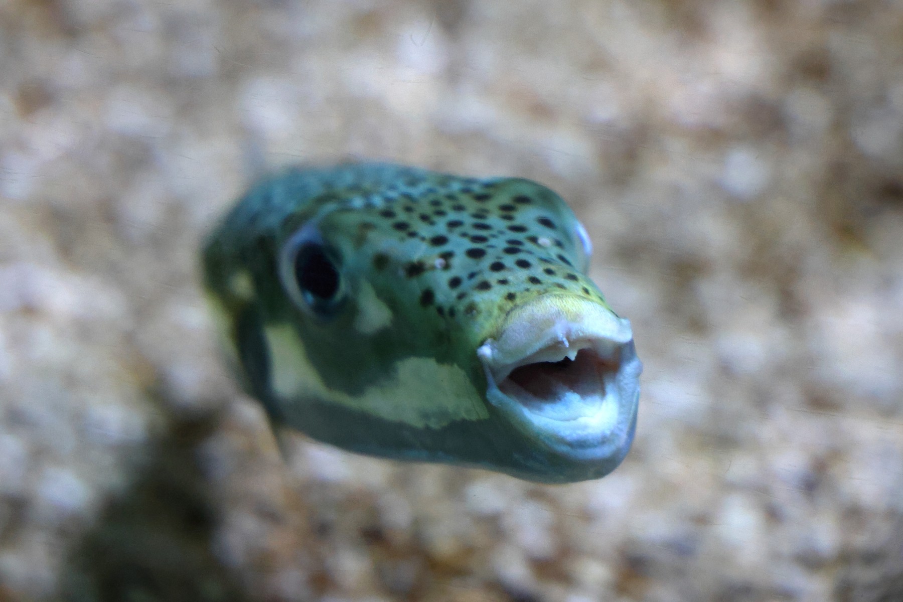 Cretaquarium - Silver-cheeked toadfish (Lagocephalus sceleratus)