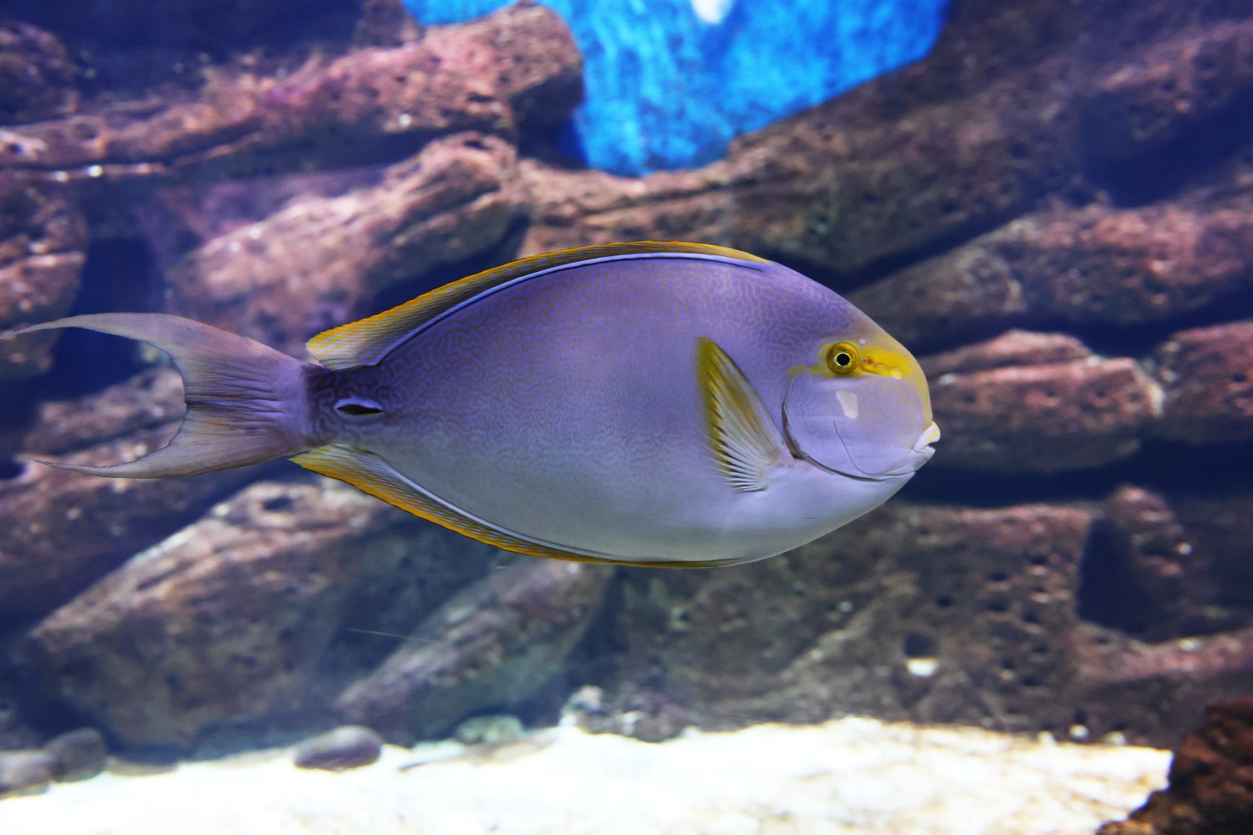 Cretaquarium - Yellowfin surgeonfish (Acanthurus xanthopterus)