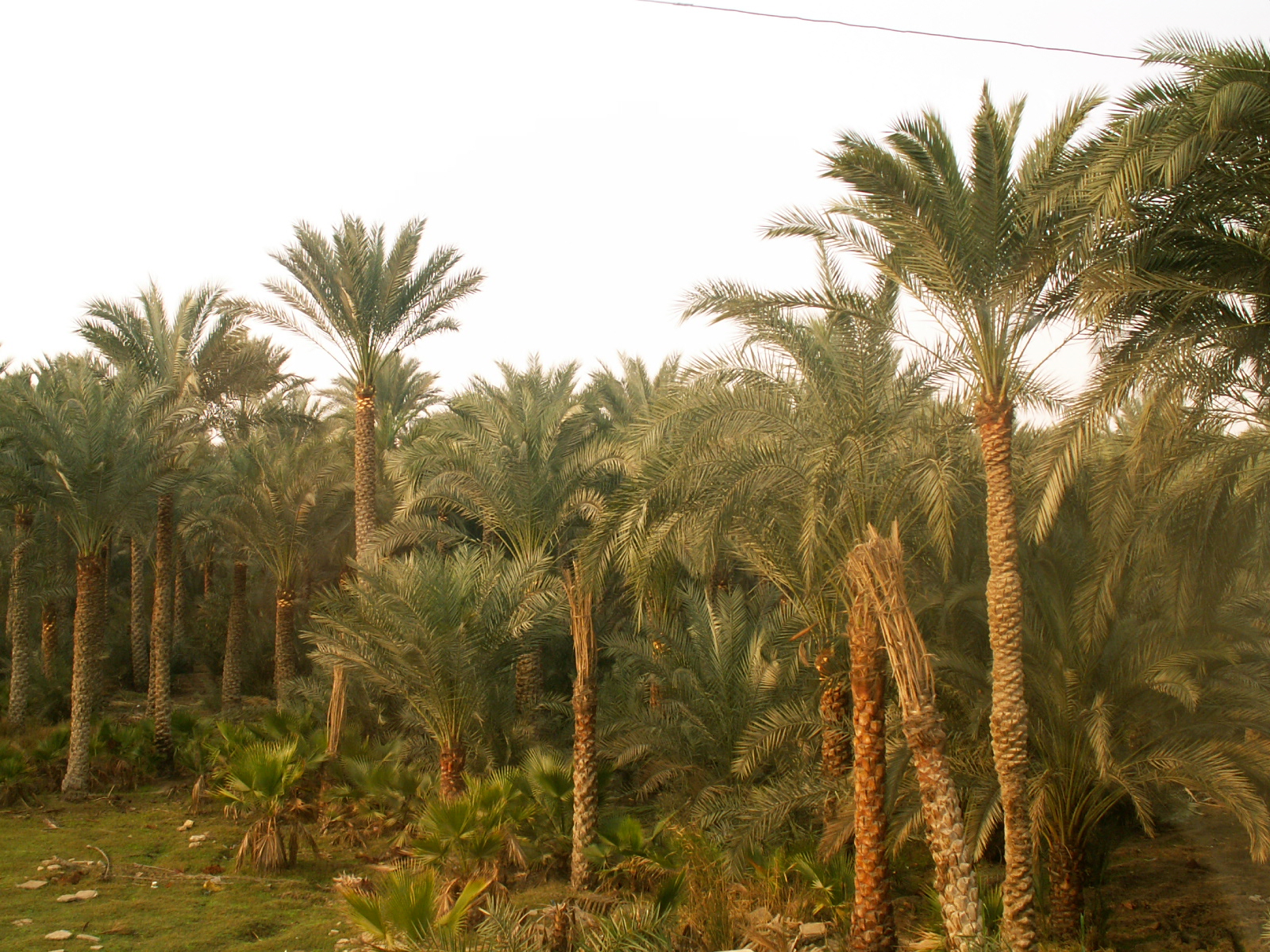 Cairo