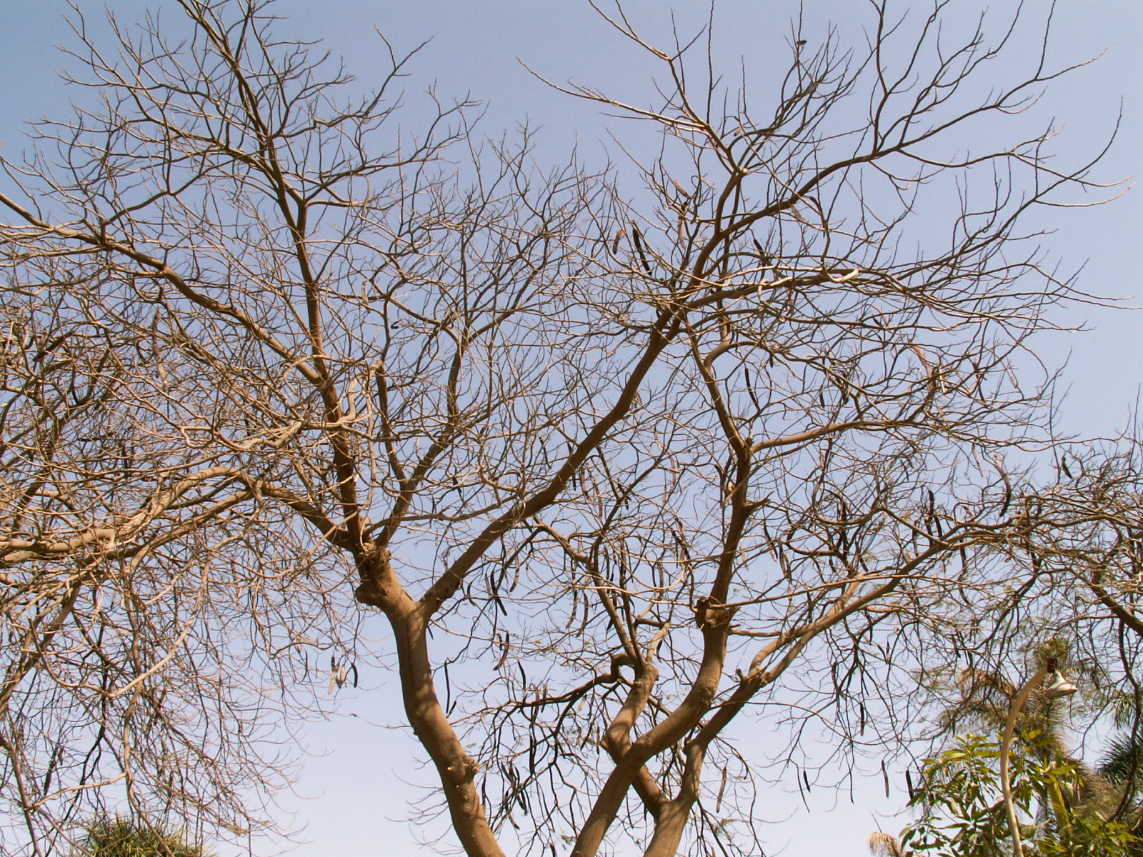 Cairo - Gizah - A tree