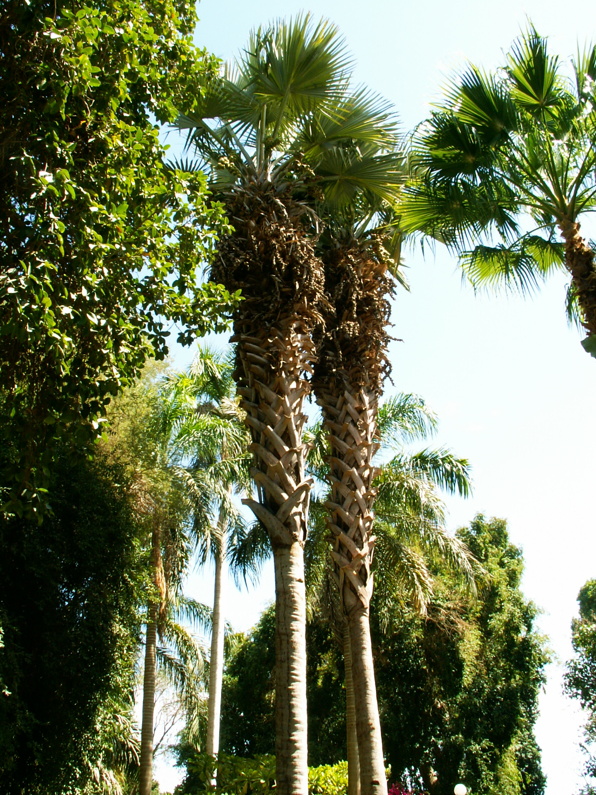 Aswan - Kitchener's island - Botanic park