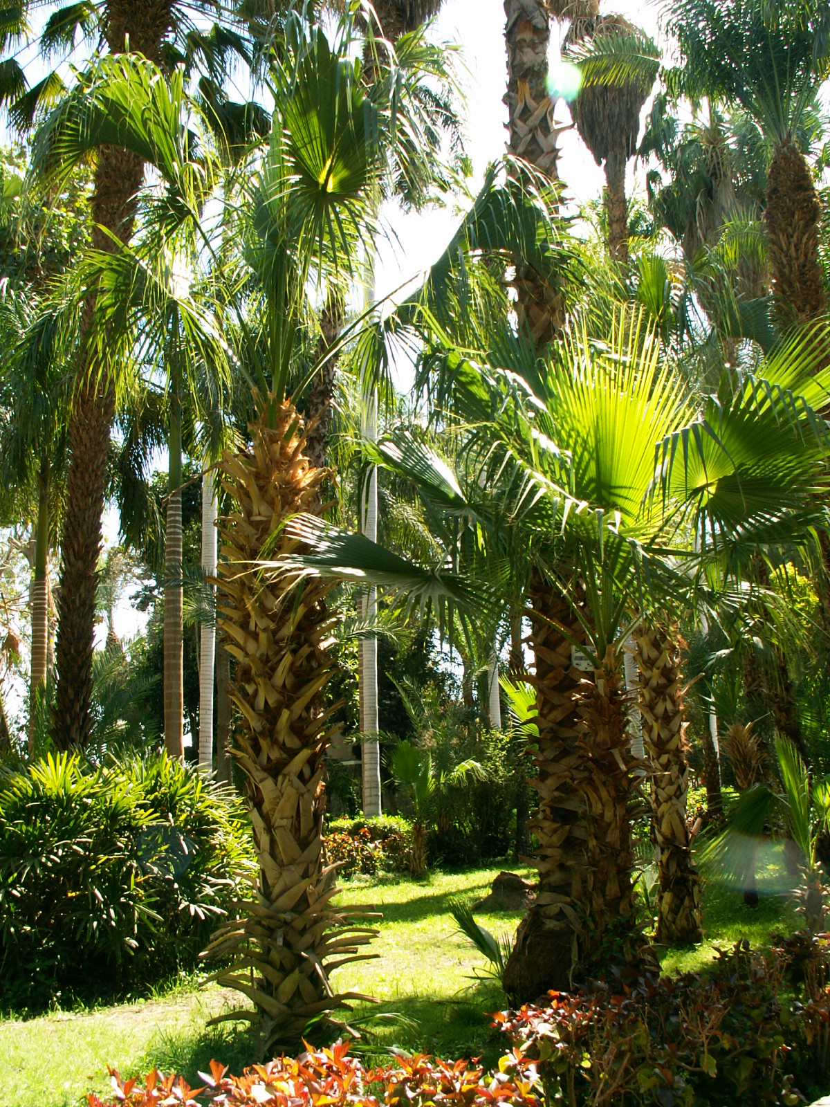 Aswan - Kitchener's island - Botanic park