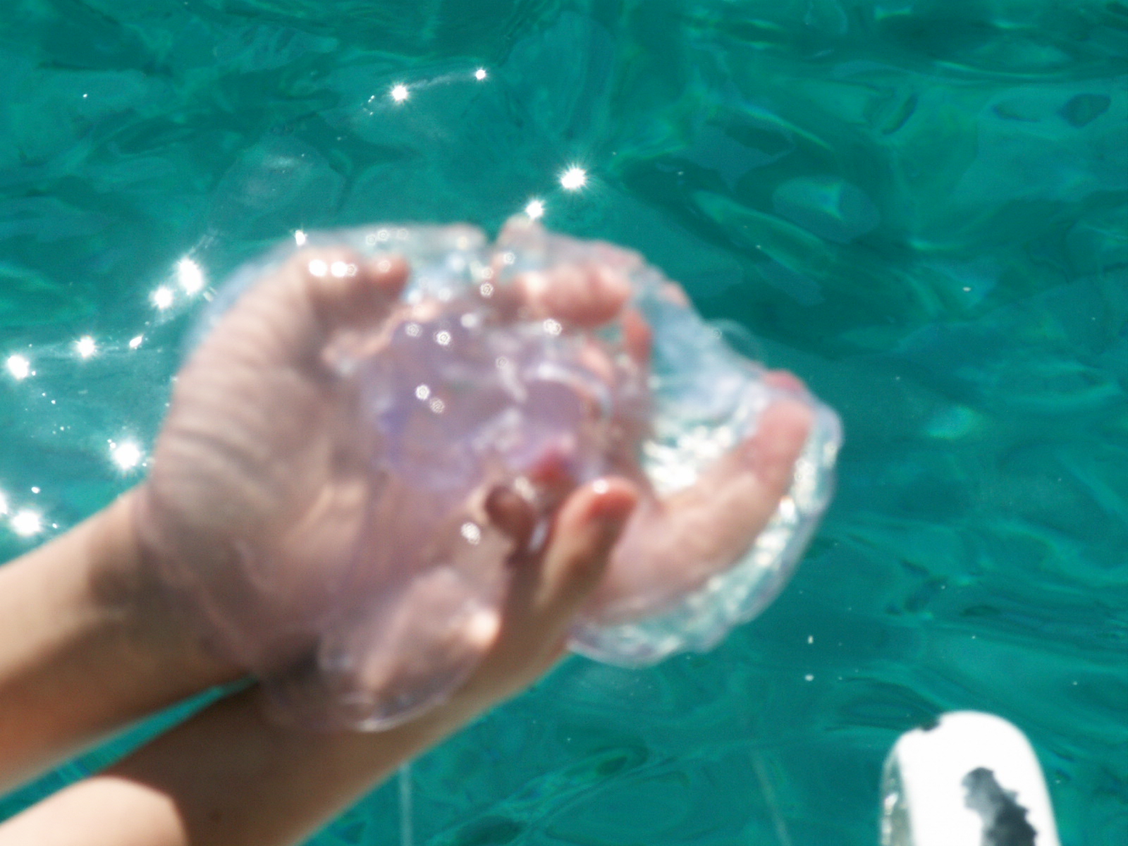 Hurghada - Red sea - Jellyfish