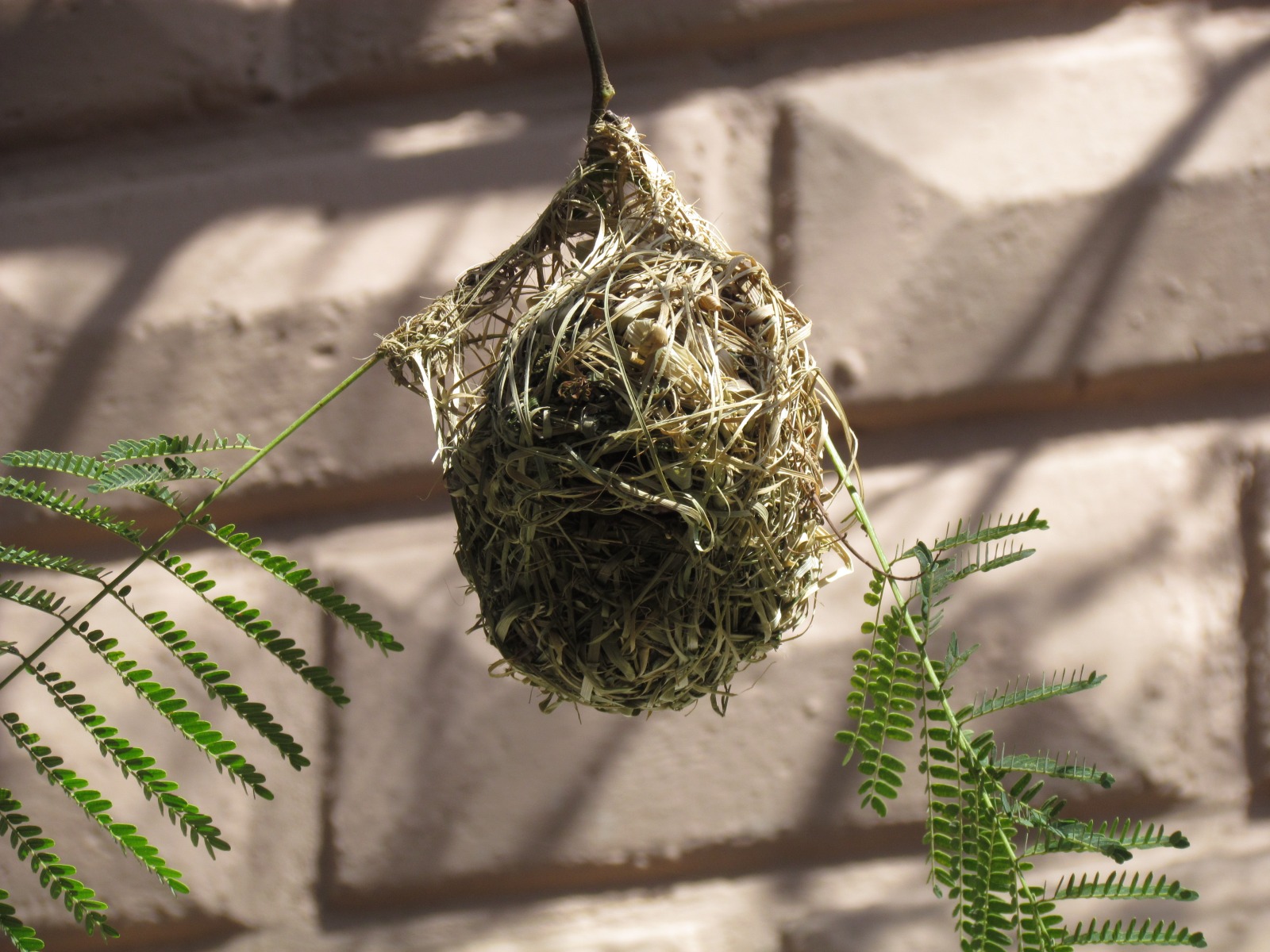 Dire Dawa - Weaver bird's nest
