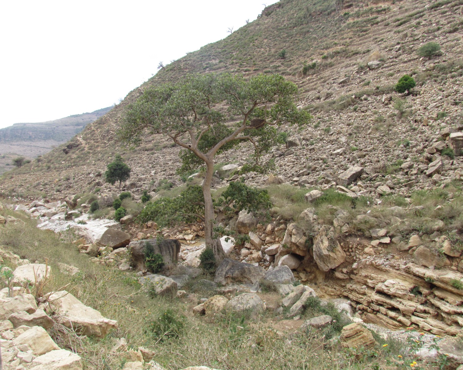 Legoda cave - Tree
