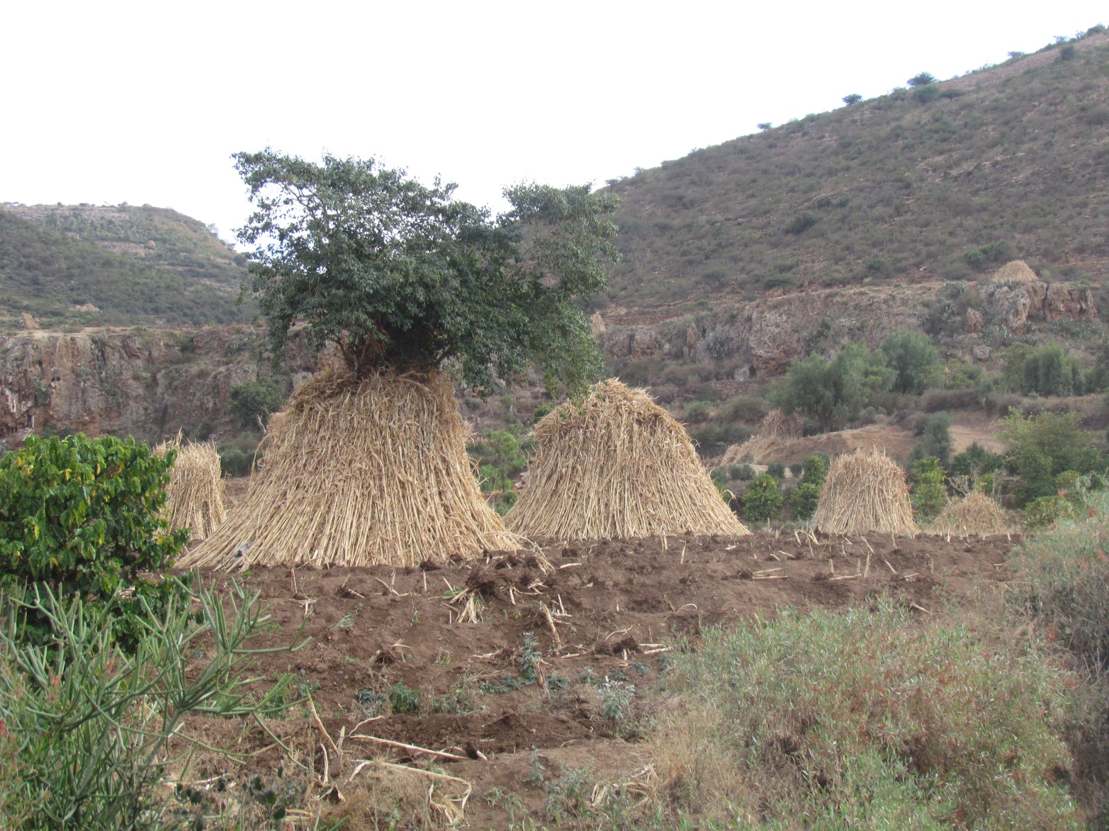Near Dire Dawa - Haystacks