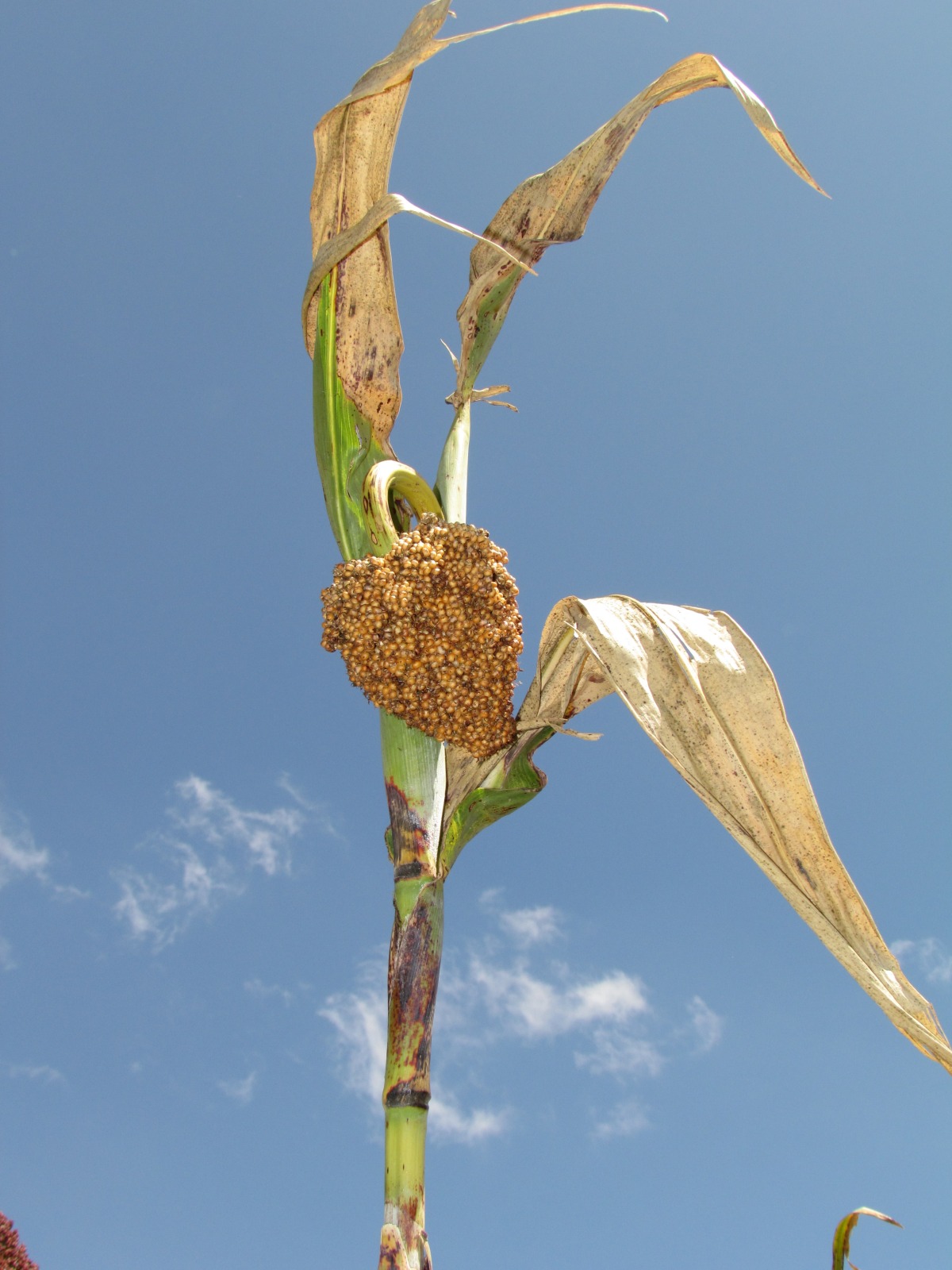 To Harar - Sorghum
