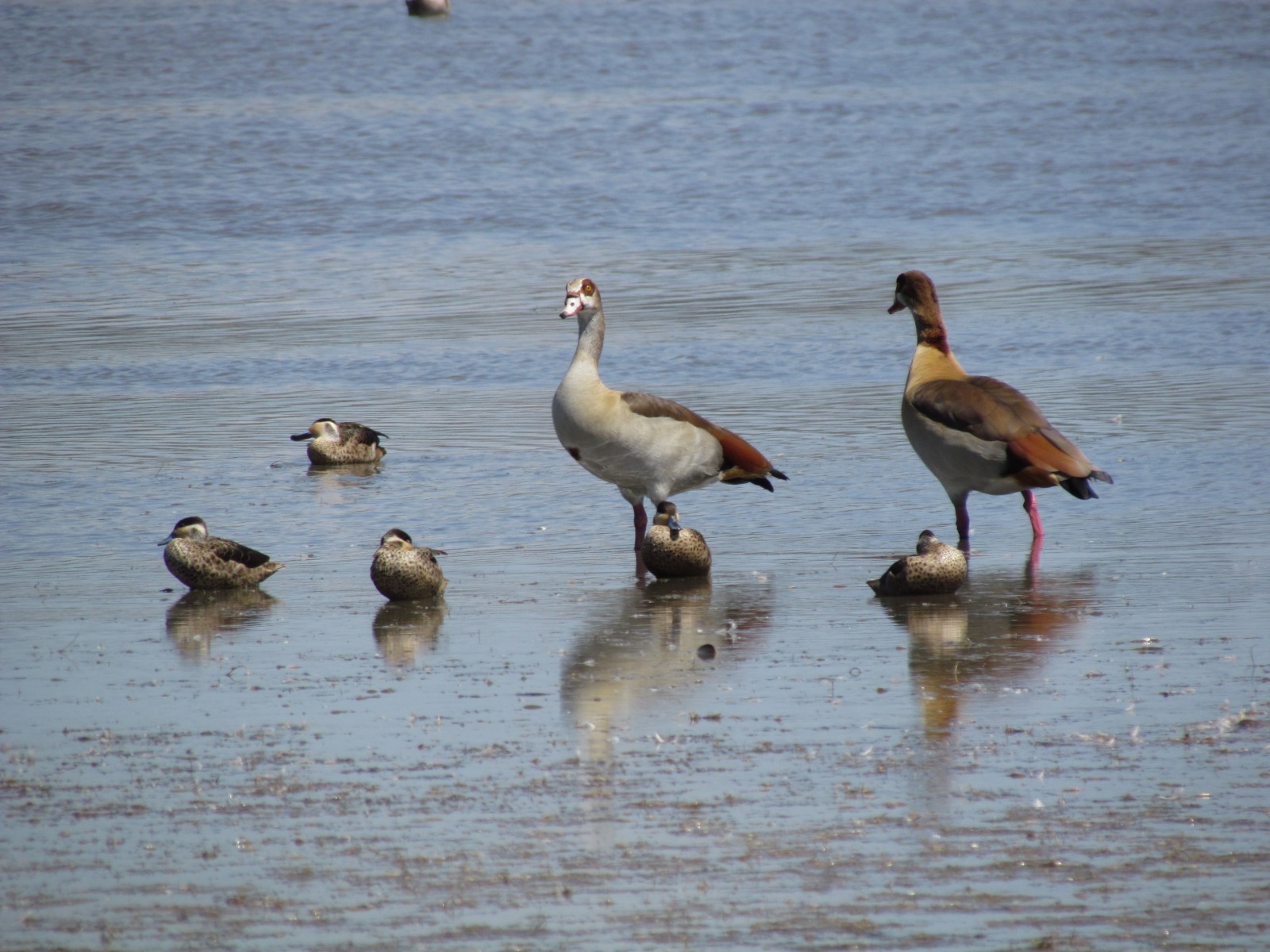 To Harar - Lake with birds