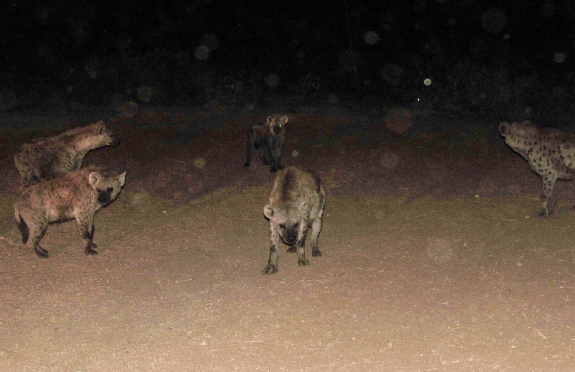 Harar - Spotted hyenas