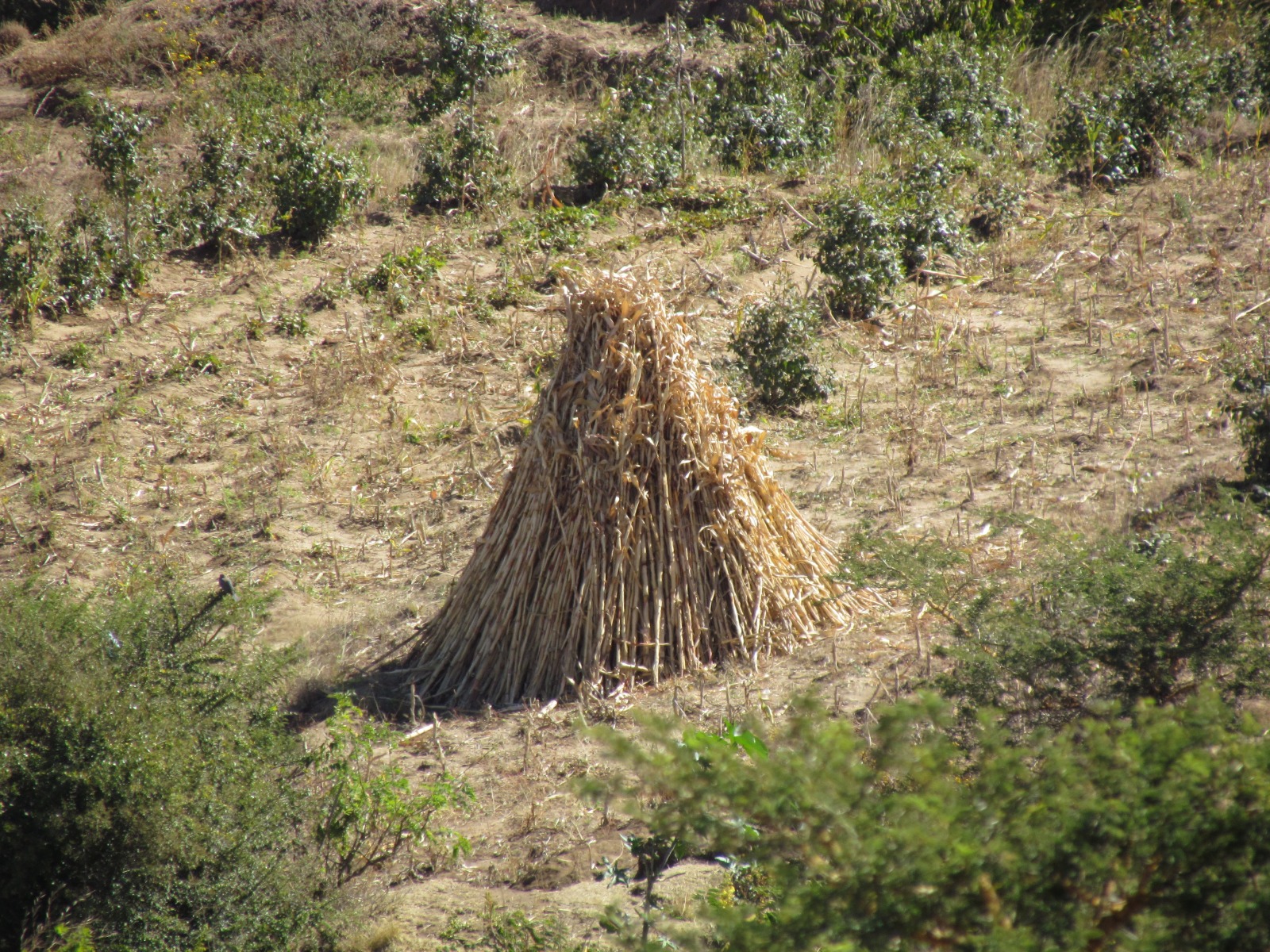 Near Harar - Haystack