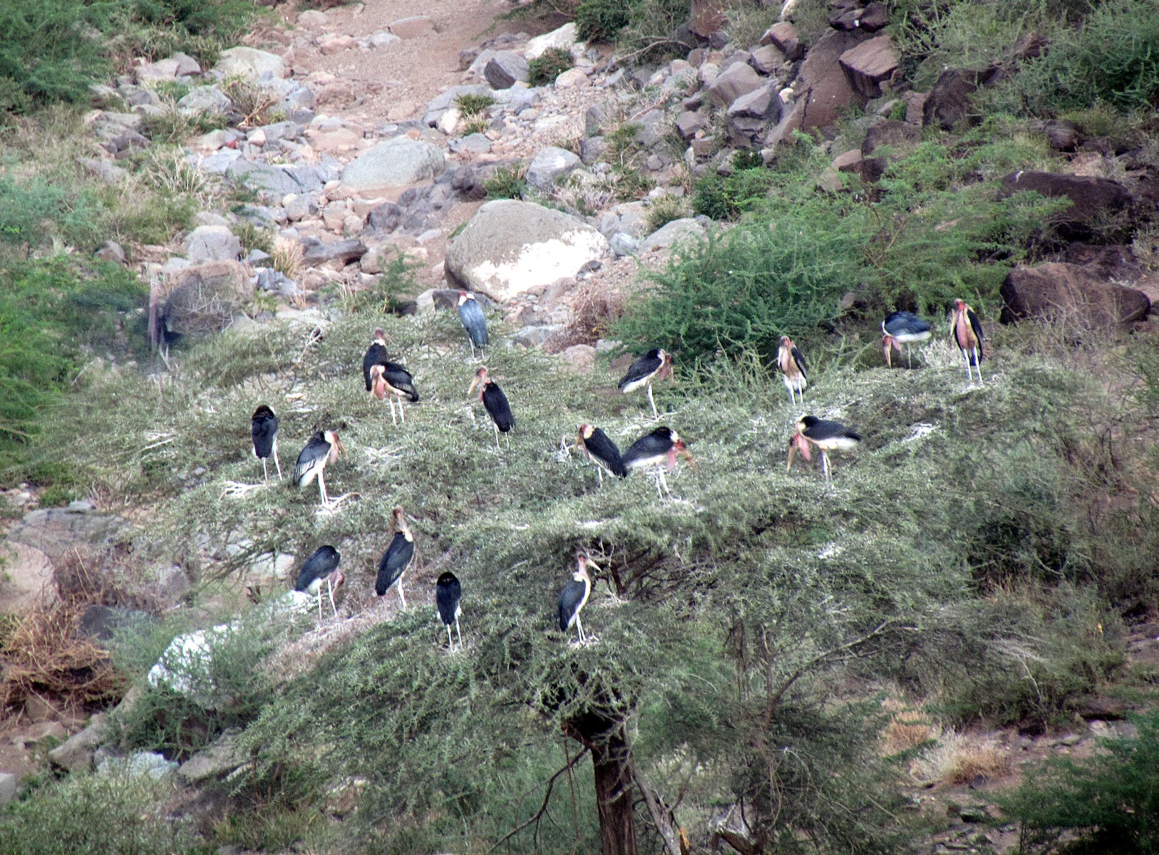 Awash - Marabou storks