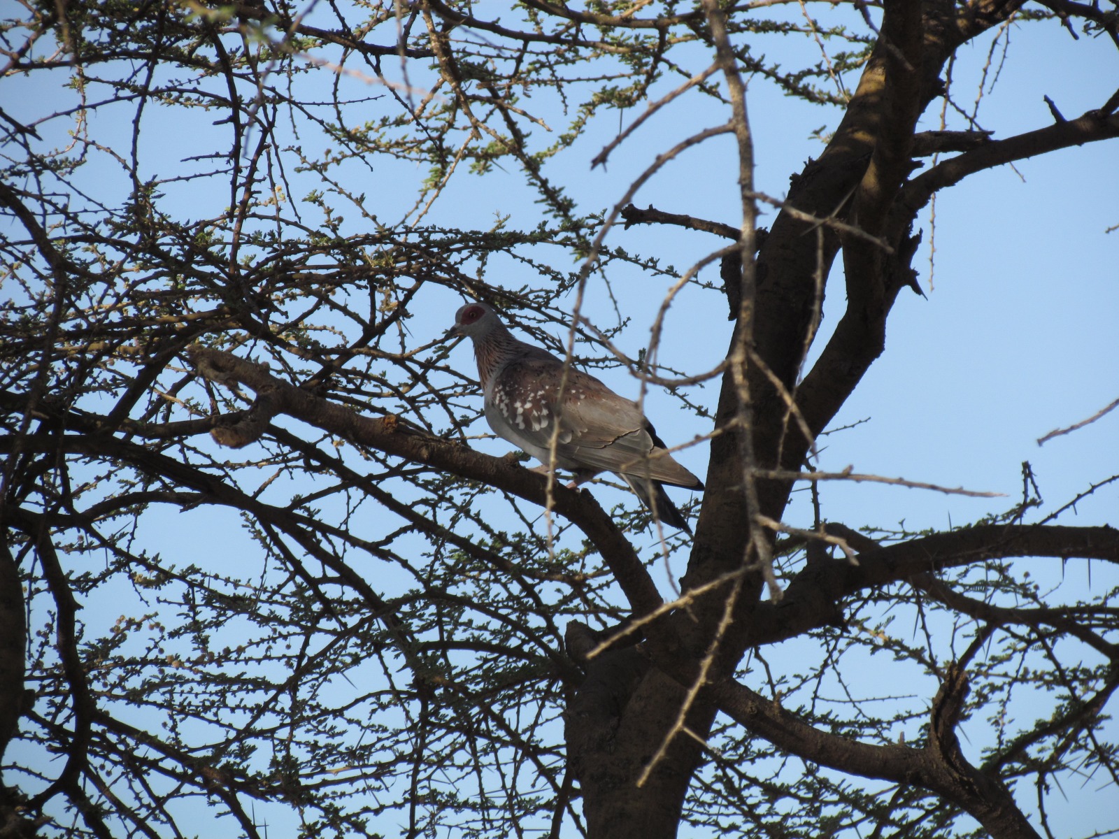 Awash national park - Speckled pigeon (Columba guinea)