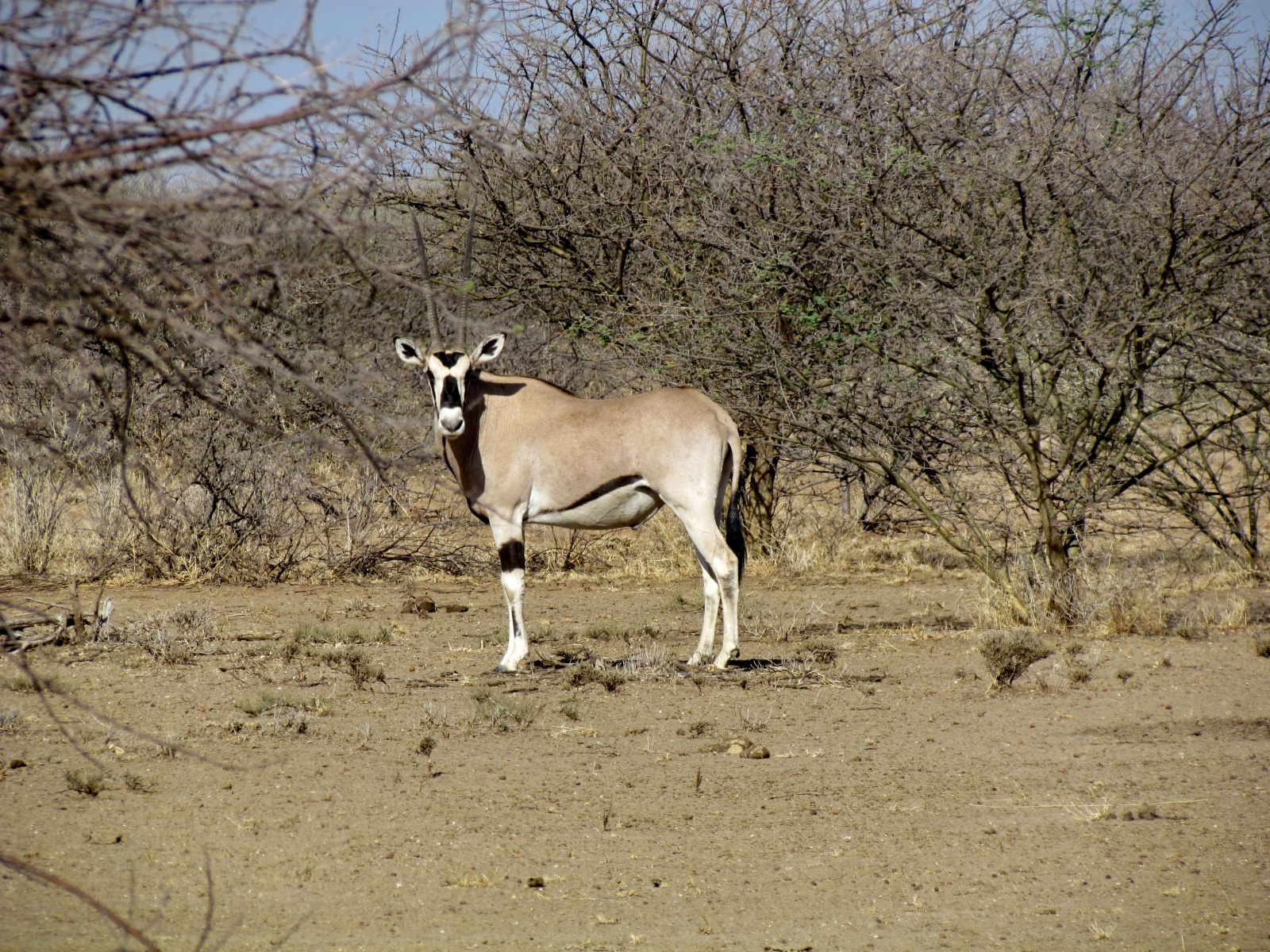 Awash national park - Oryx