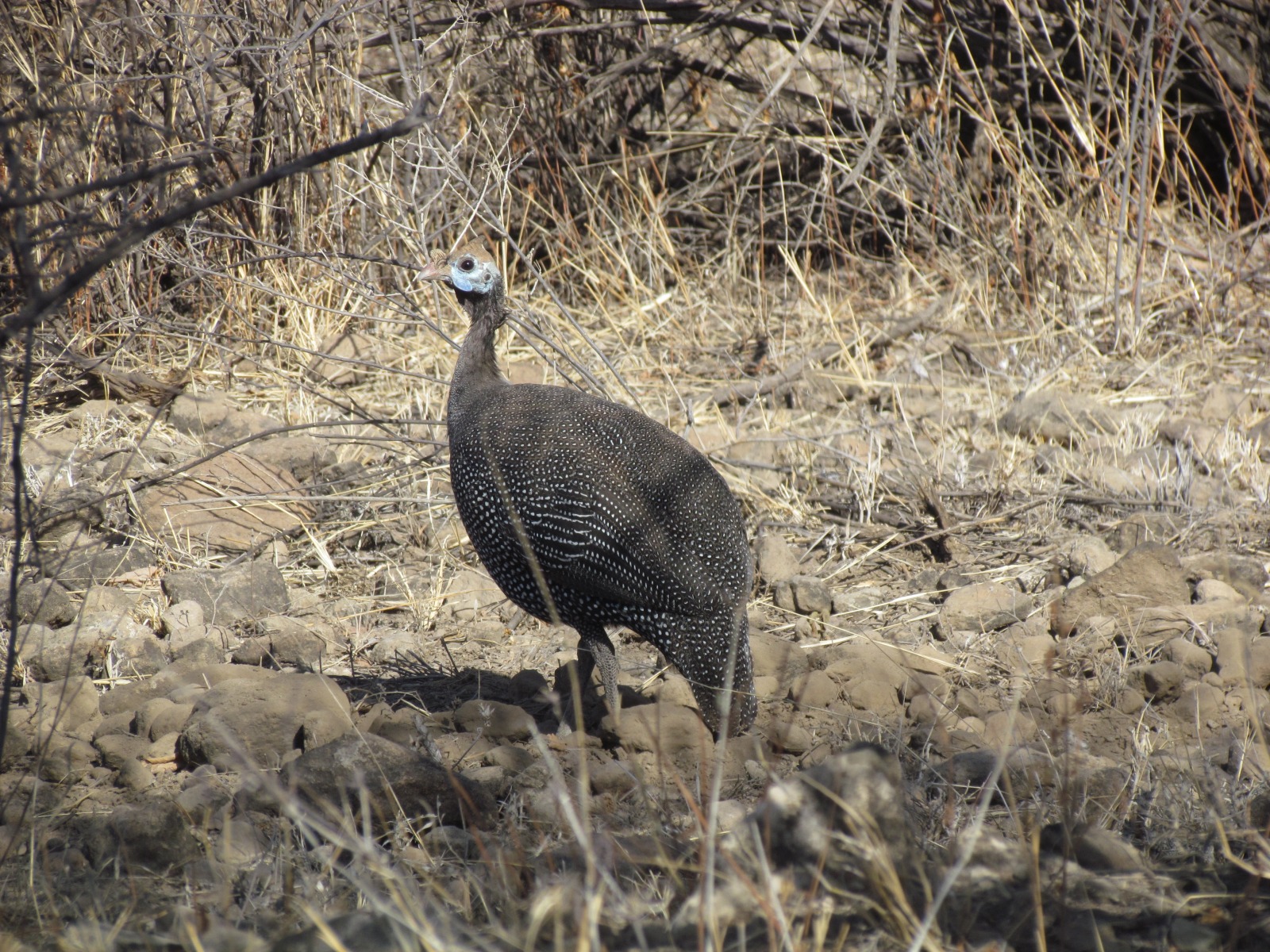 Awash national park - Guineafowl