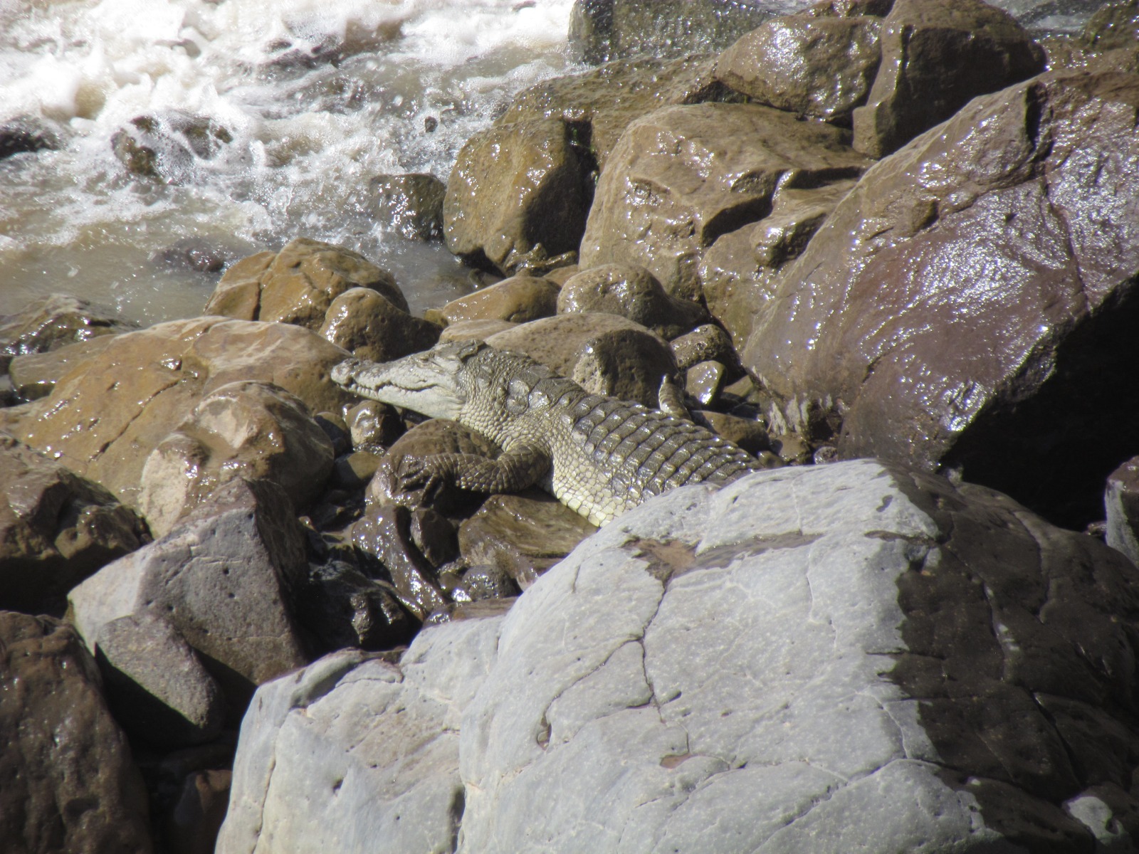 Awash Falls Lodge - Crocodiles